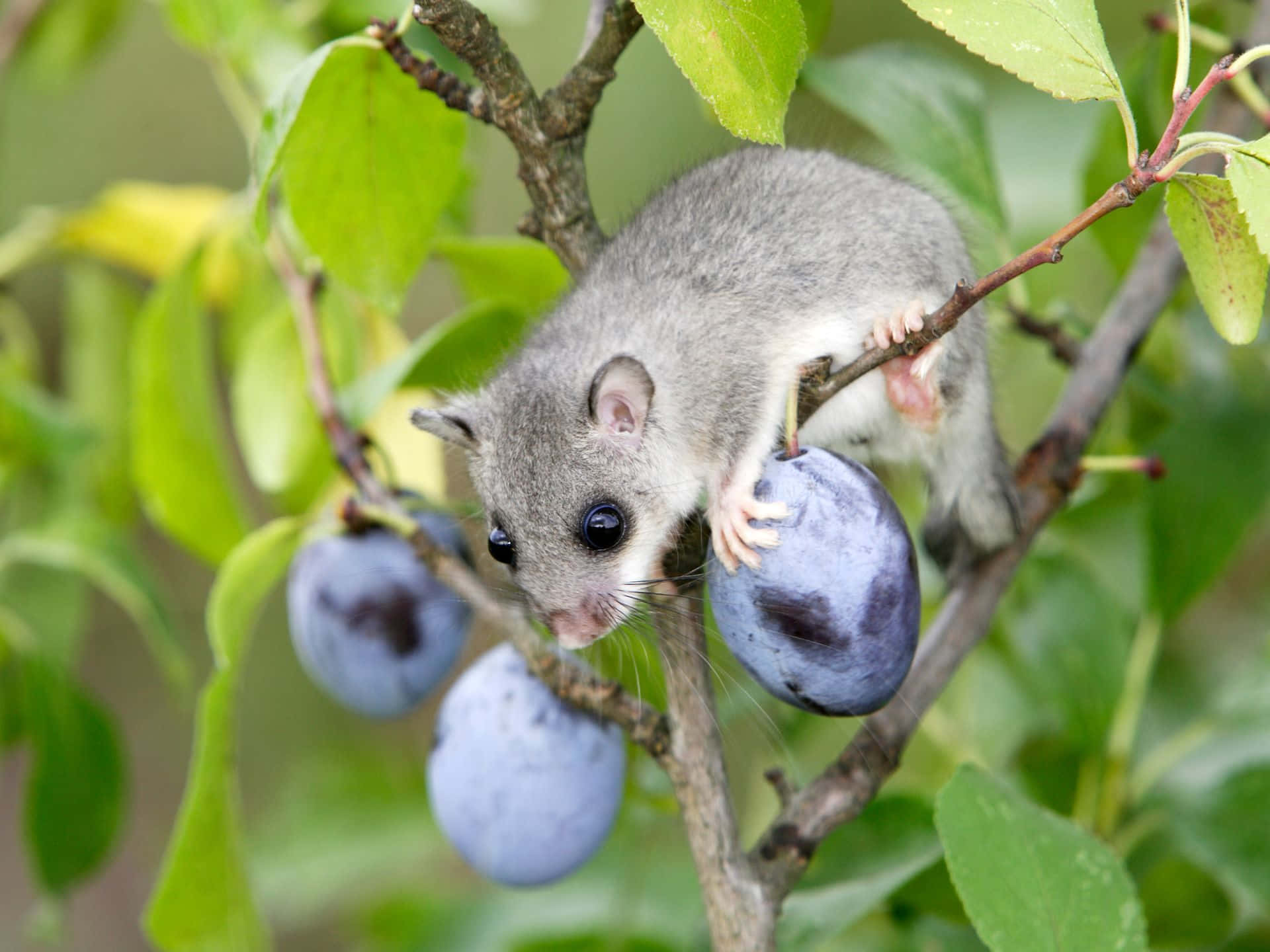 Dormouseon Plum Branch Wallpaper