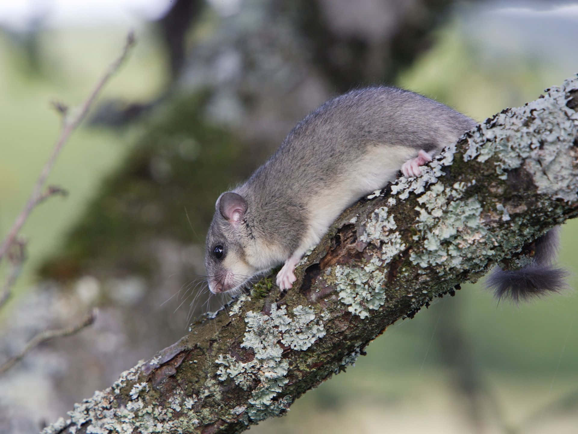 Dormouseon Tree Branch Wallpaper