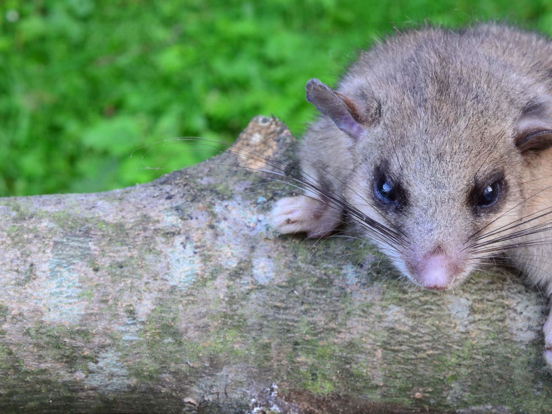 Dormouseon Tree Branch Wallpaper