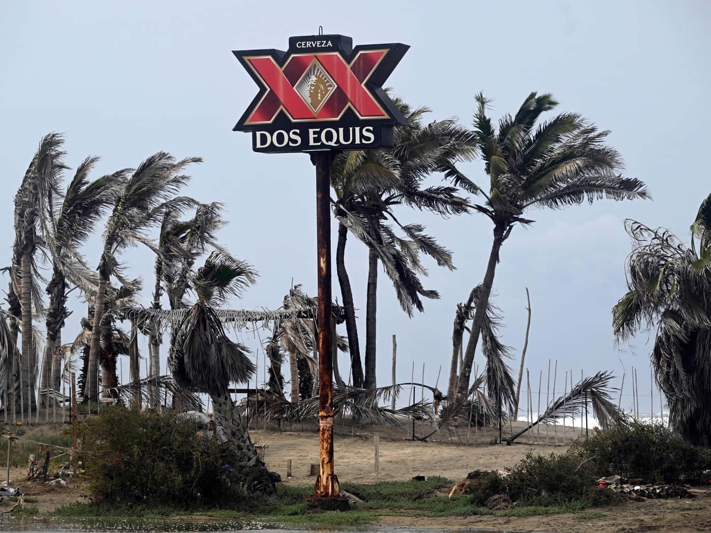 Dos Equis Bierbord Tussen Palm Bomen Achtergrond