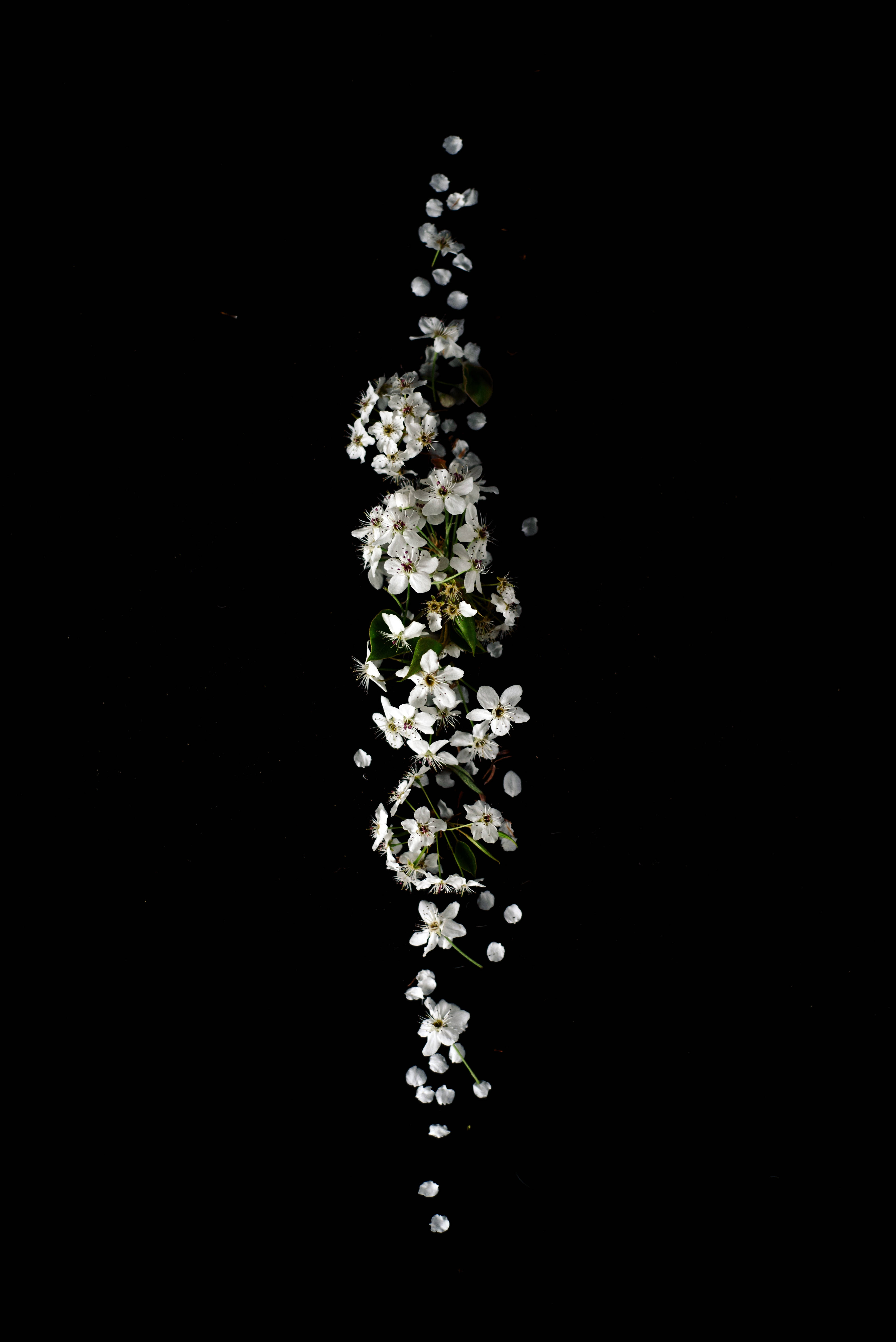 Dot Notch Cluster Of White Flowers Wallpaper