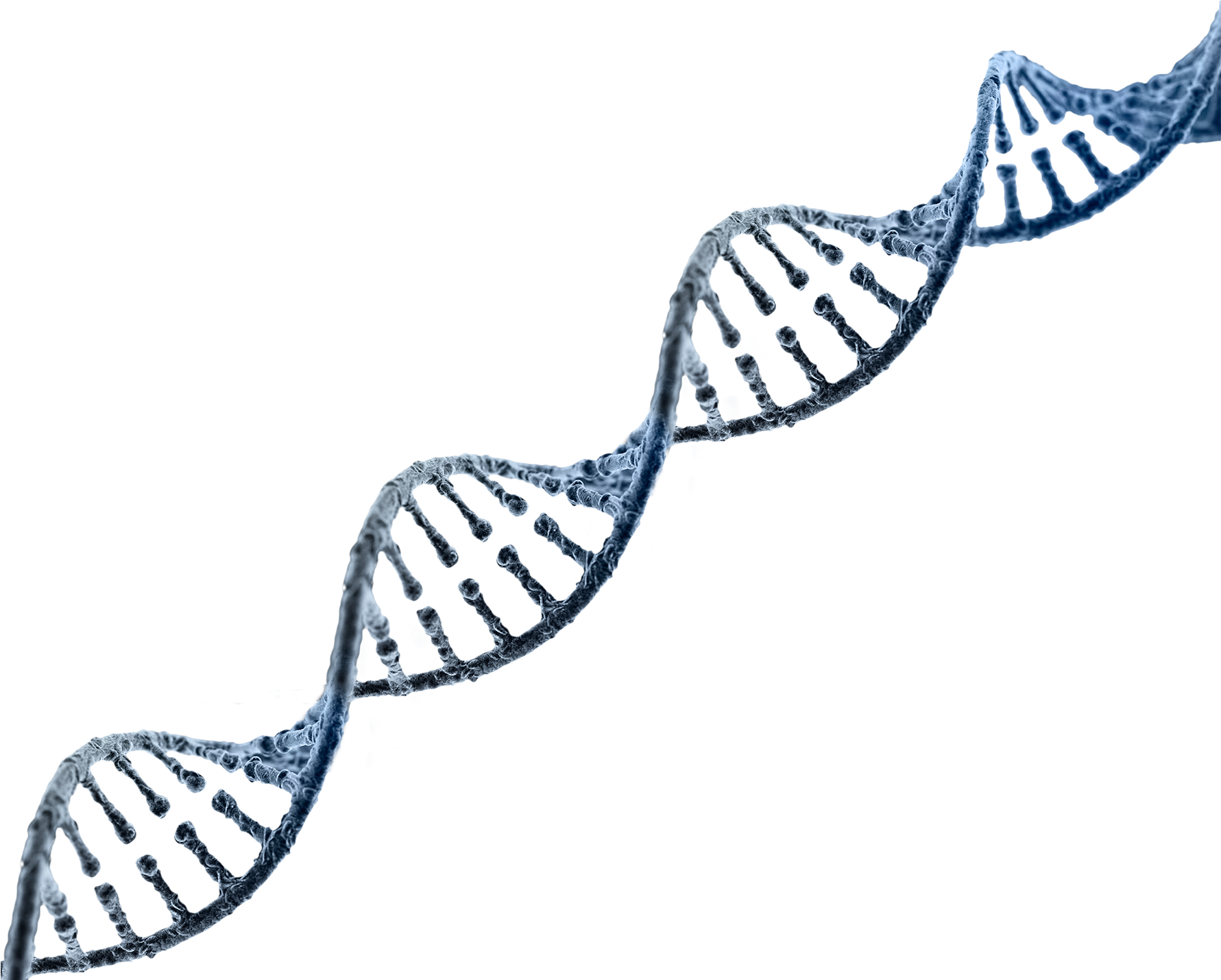 Double Helix D N A Structure PNG