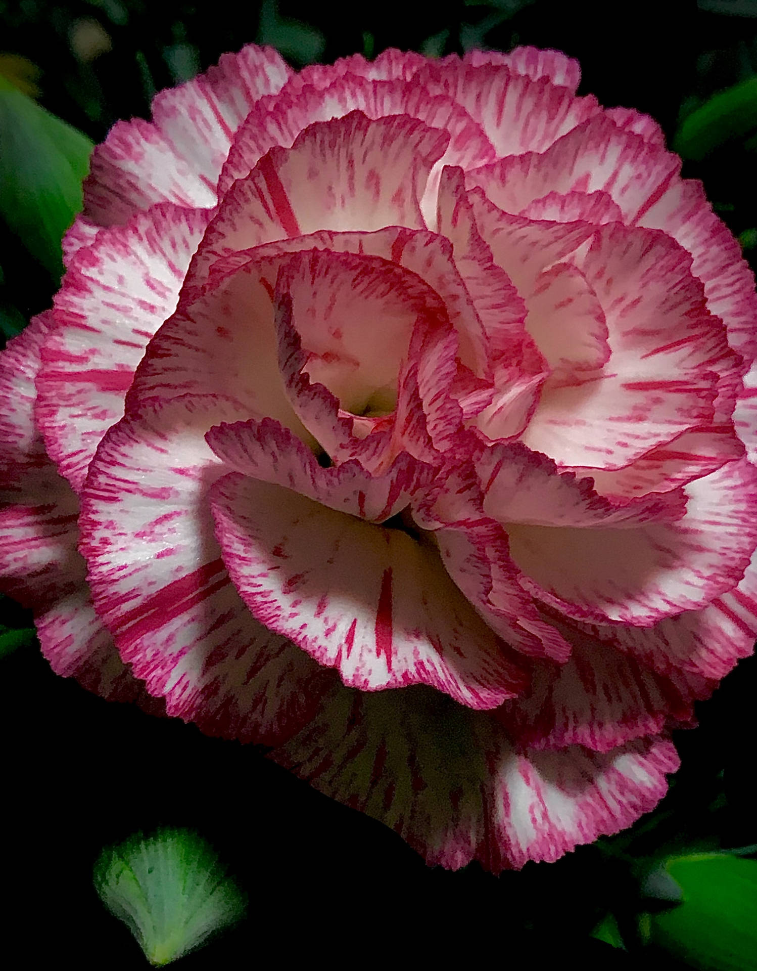 Doblecrisantemo Rosa A Rayas. Fondo de pantalla