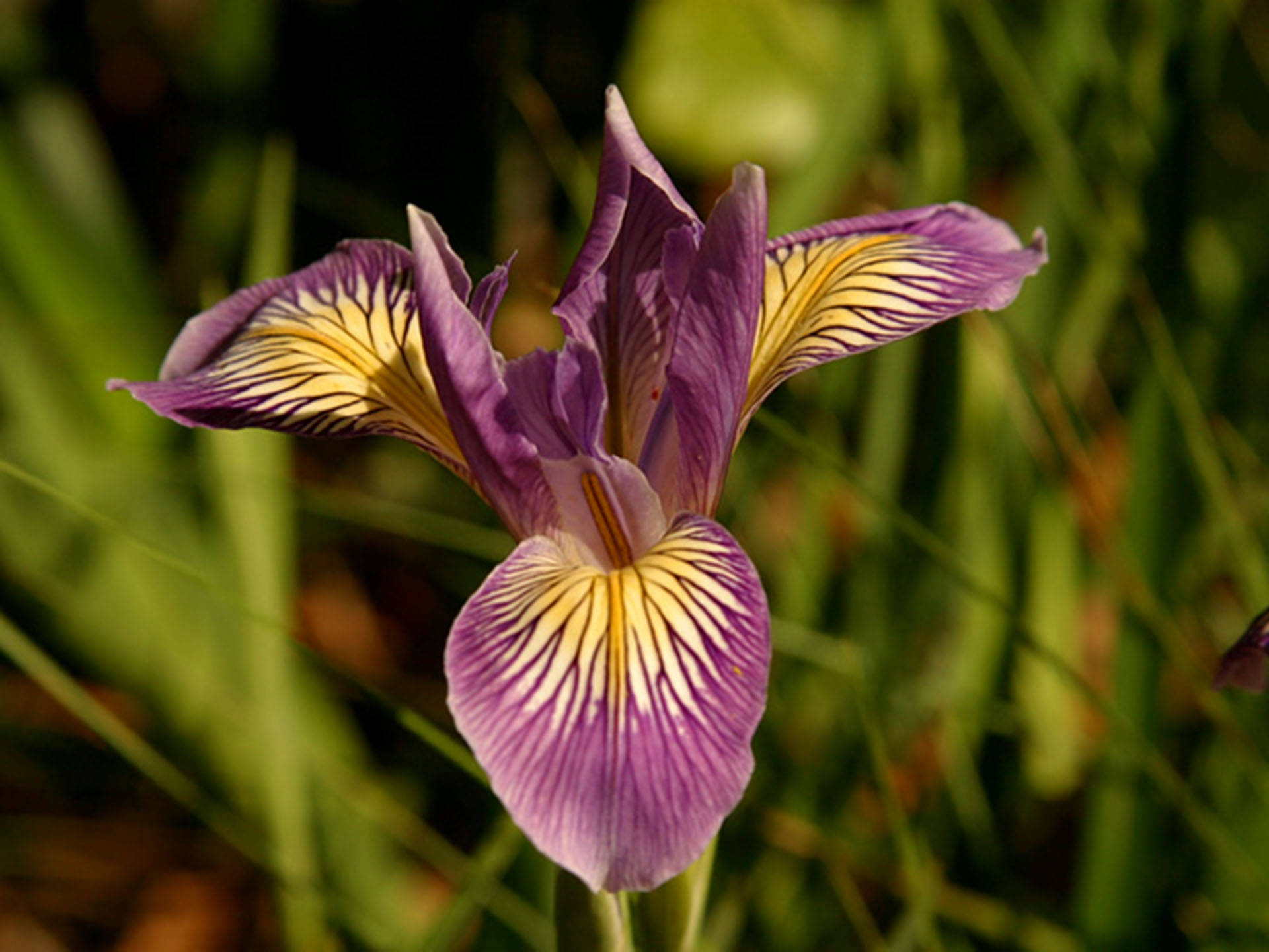 Douglas Iris Flower