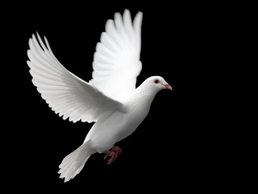 Majestic White Dove in Flight