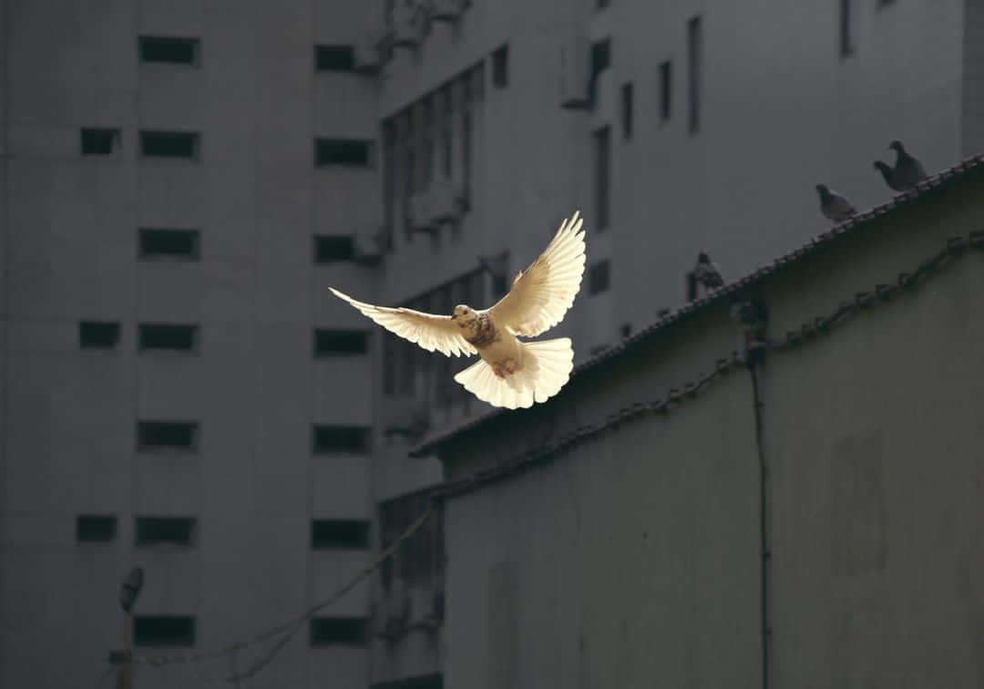 Beautiful White Dove in Flight