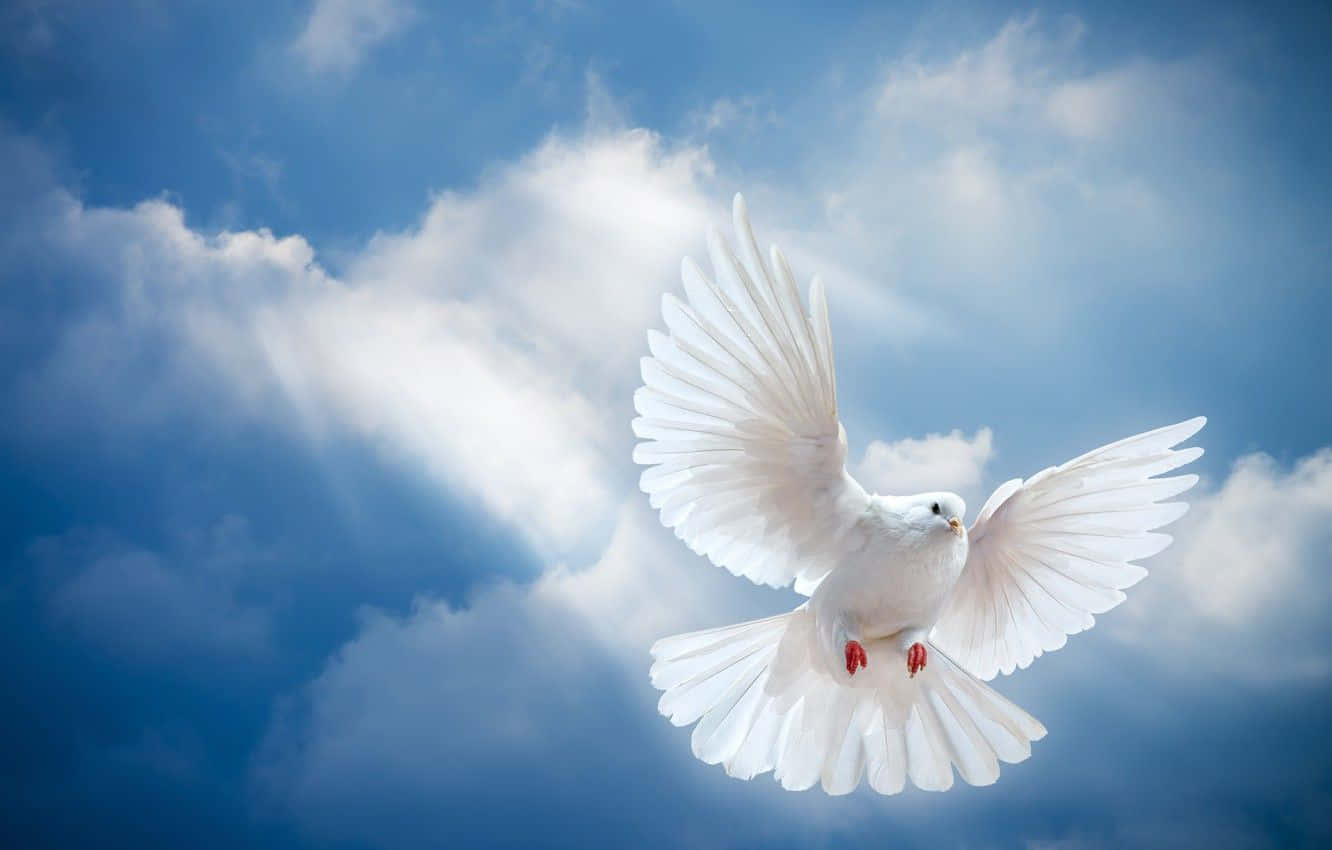 Caption: Tranquil Dove Perched on a Branch