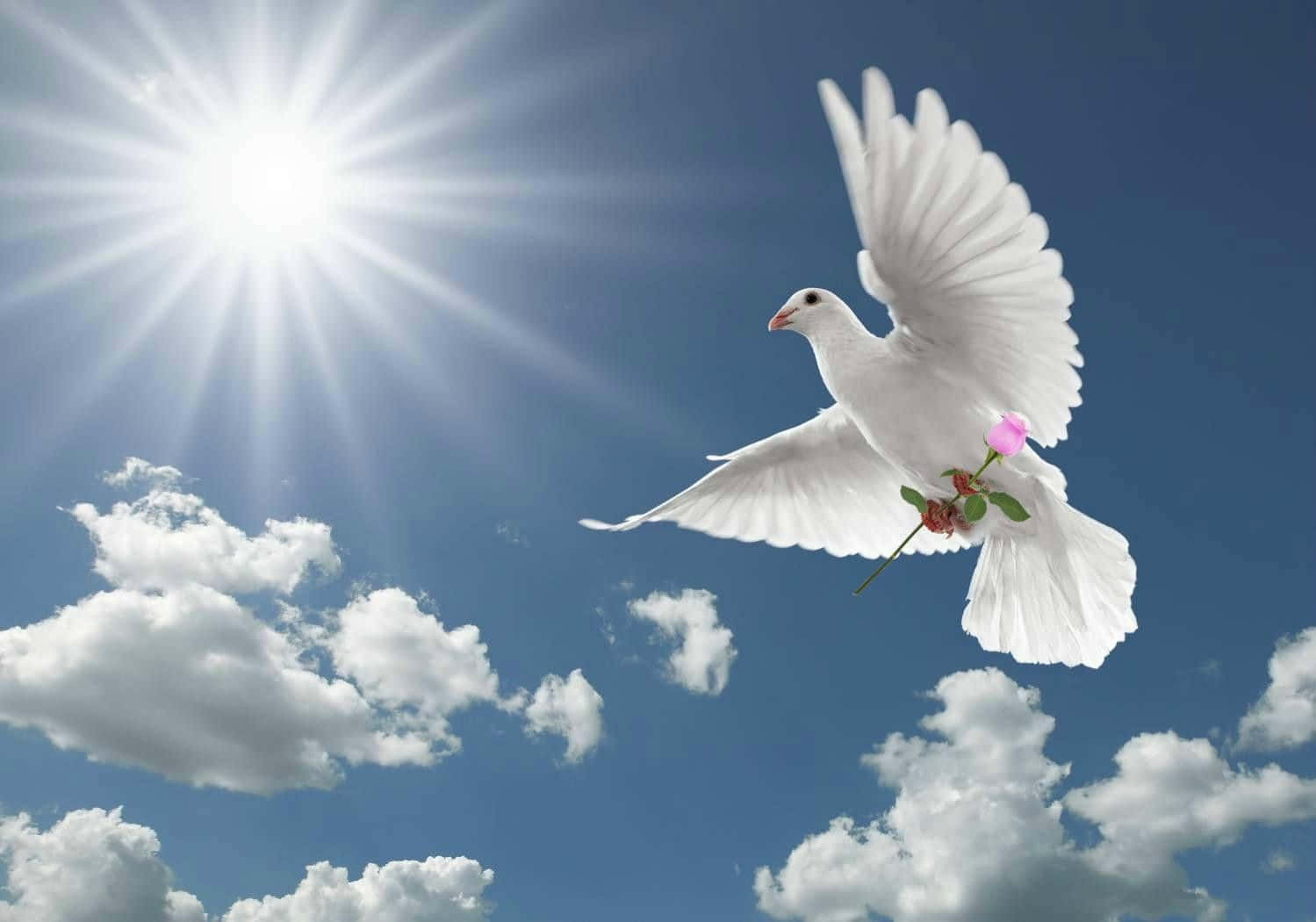 Dove Soaring in a Peaceful Sky
