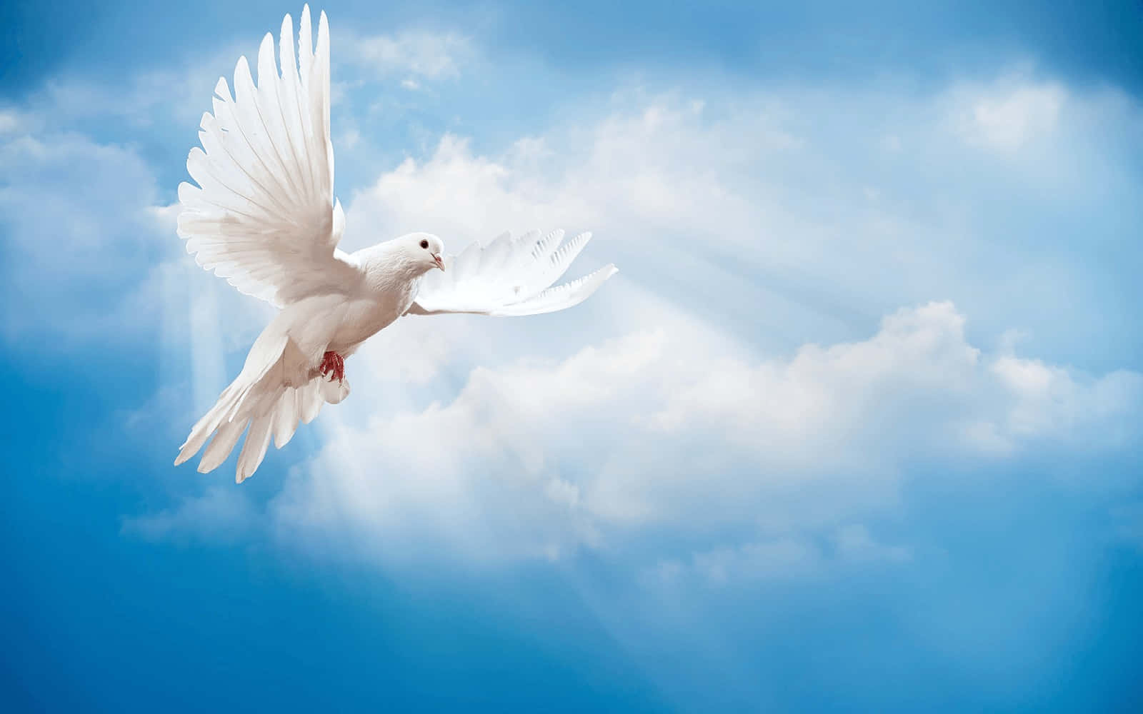 Graceful white dove soaring in a blue sky