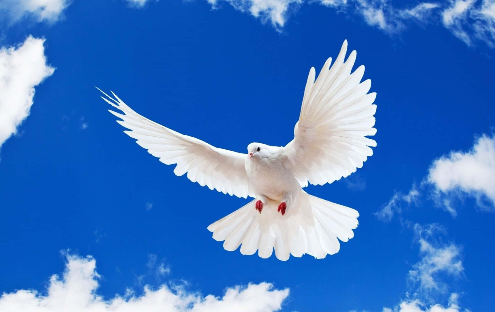 A Graceful Dove Soaring Through the Sky