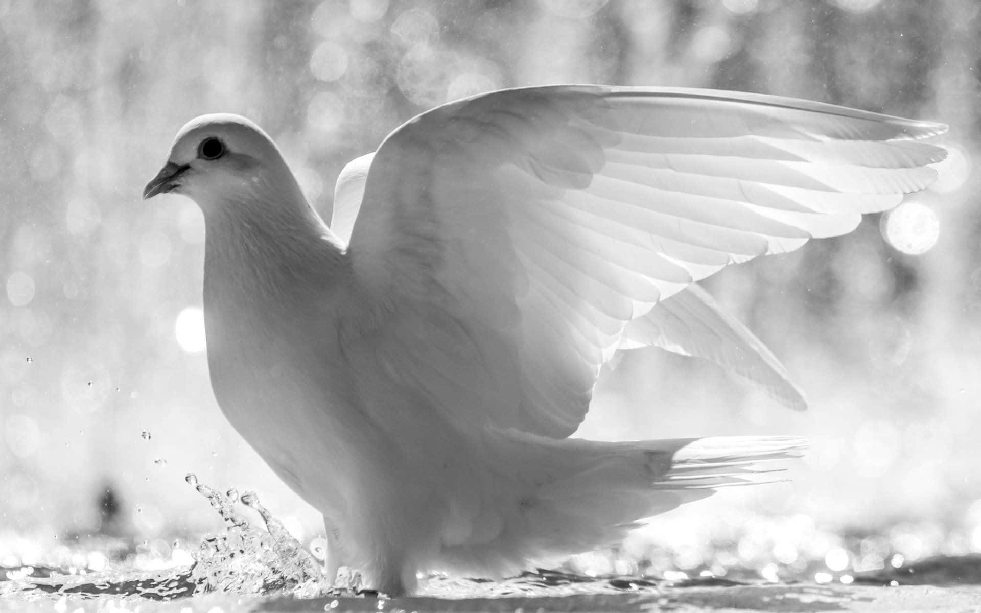 Graceful White Dove Soaring in the Sky