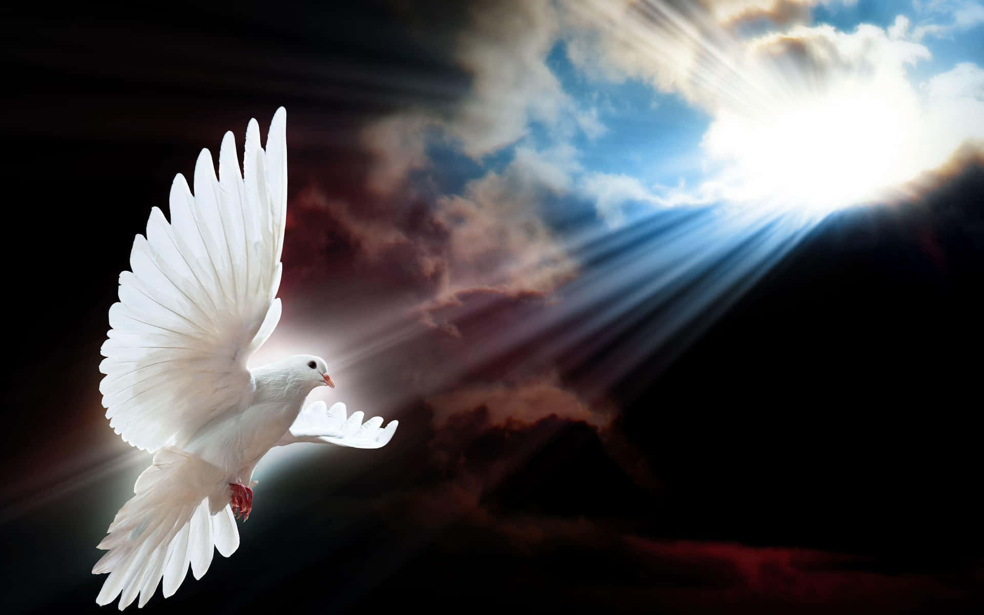 Graceful White Dove in the Sky
