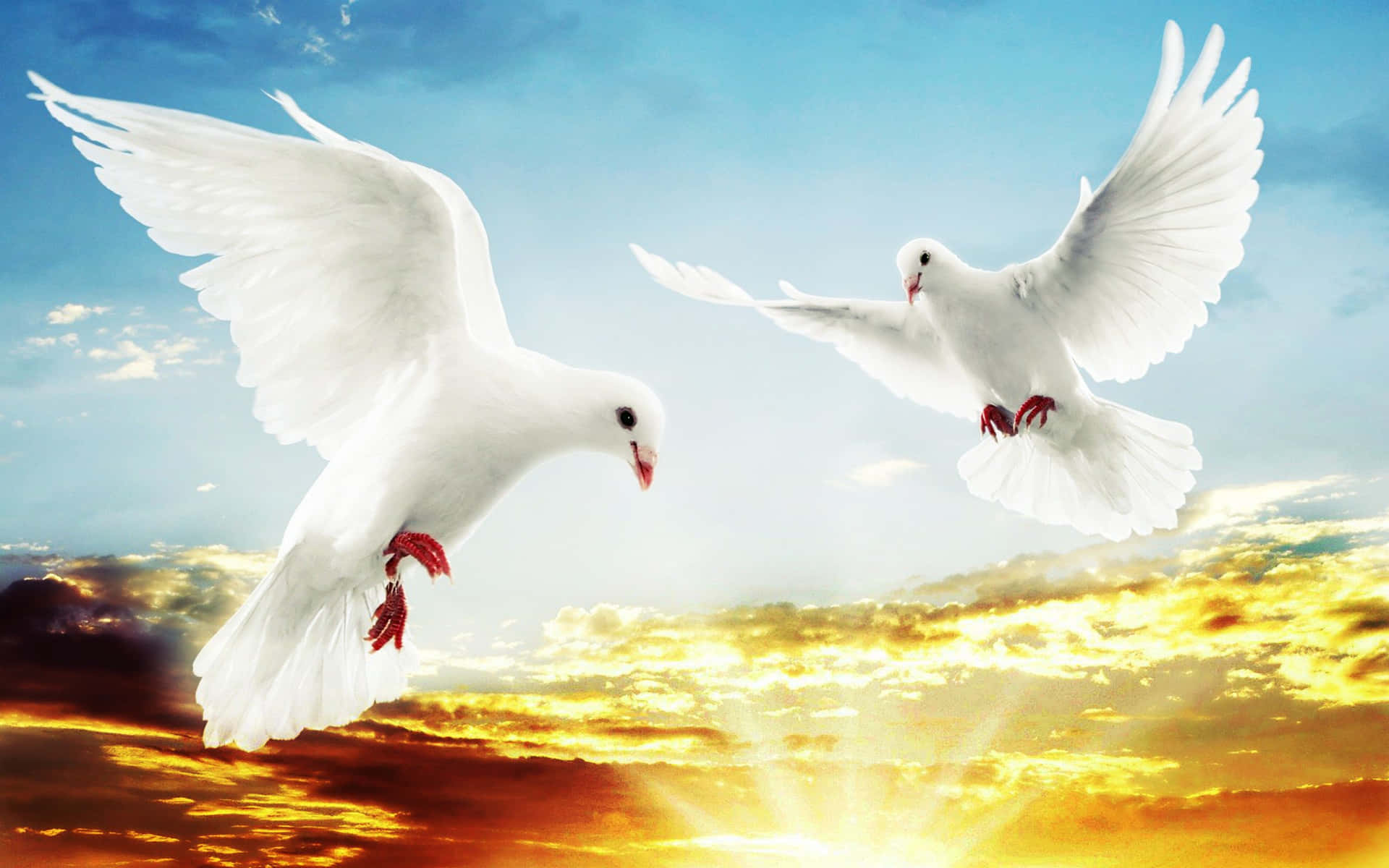 Graceful White Dove in Peaceful Flight