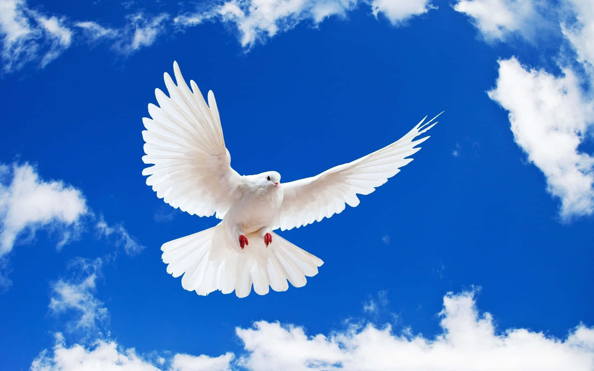 Beautiful Dove gliding through the air