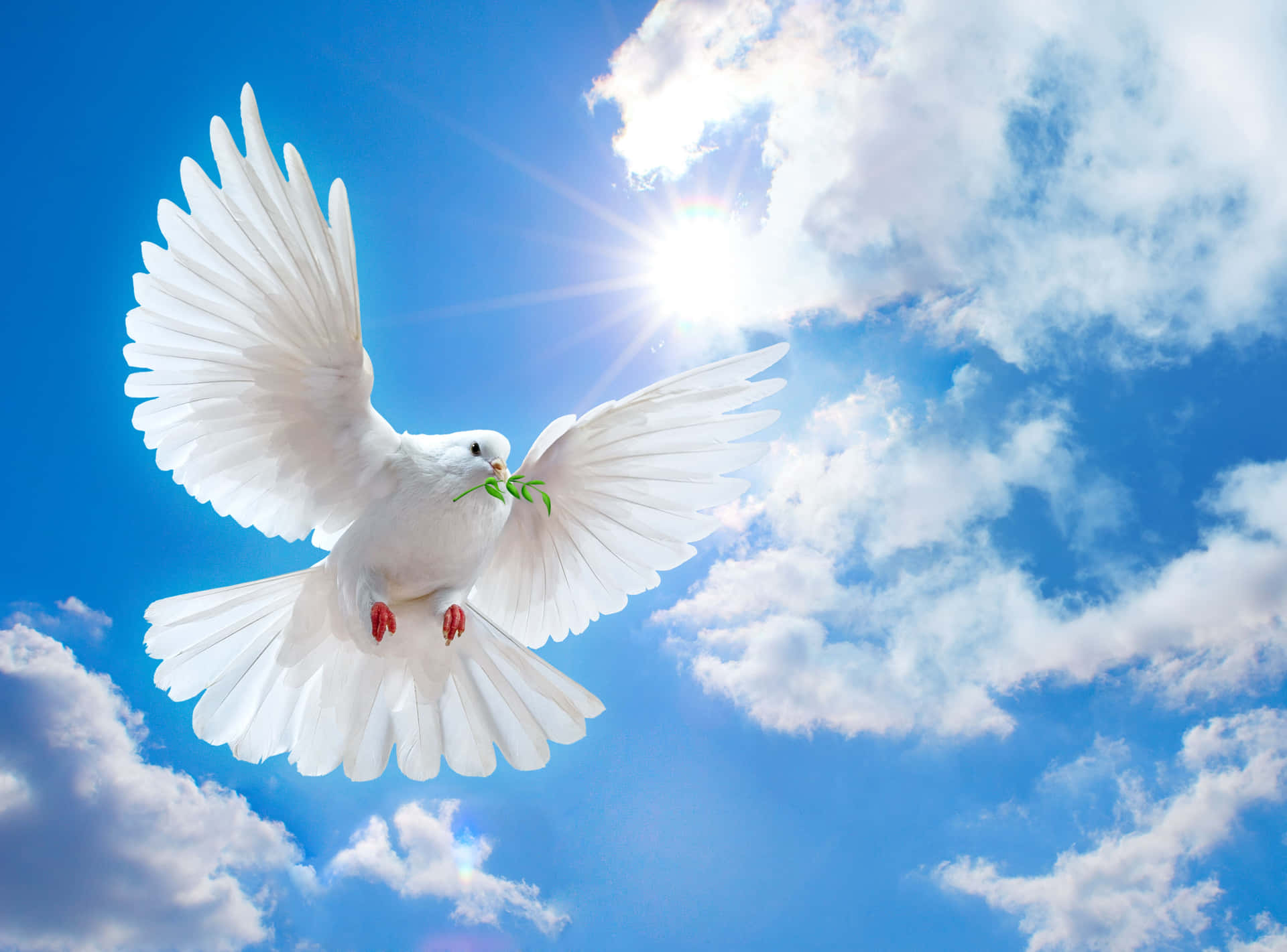 Graceful White Dove in Midair