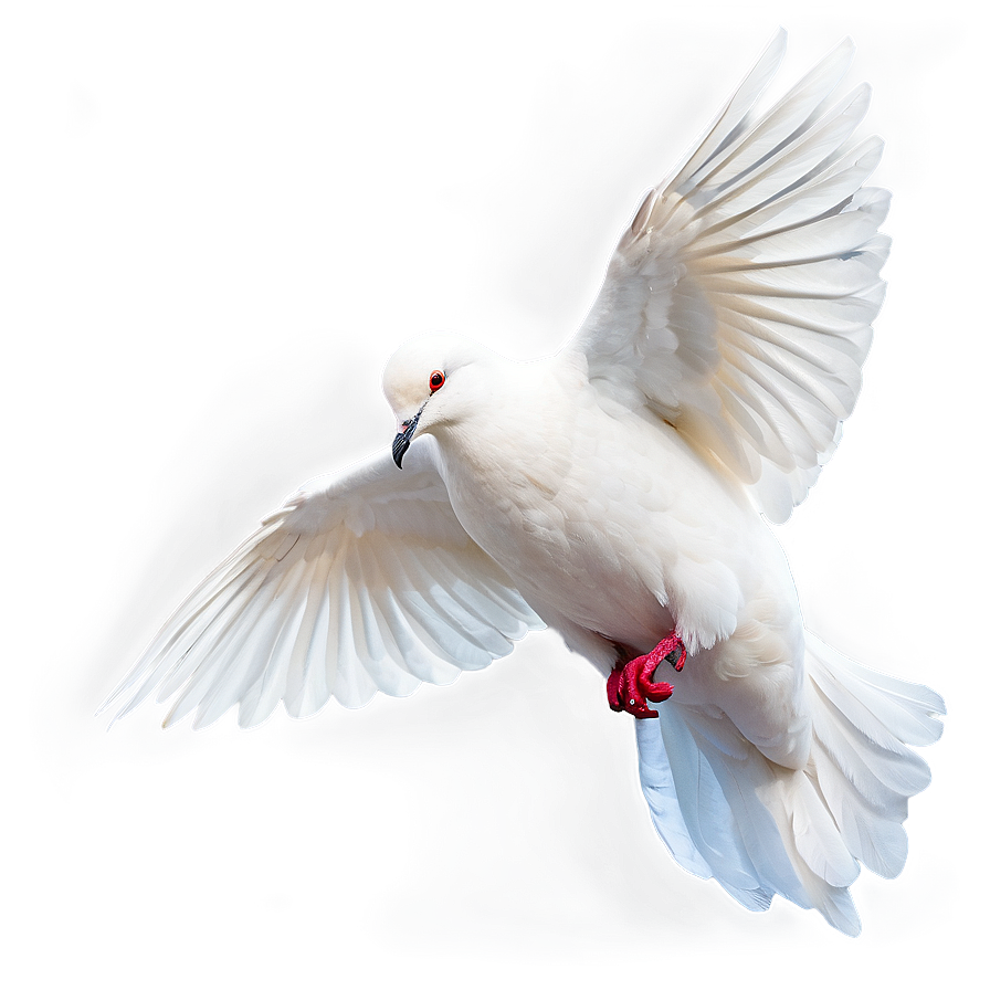 Dove A PNG
