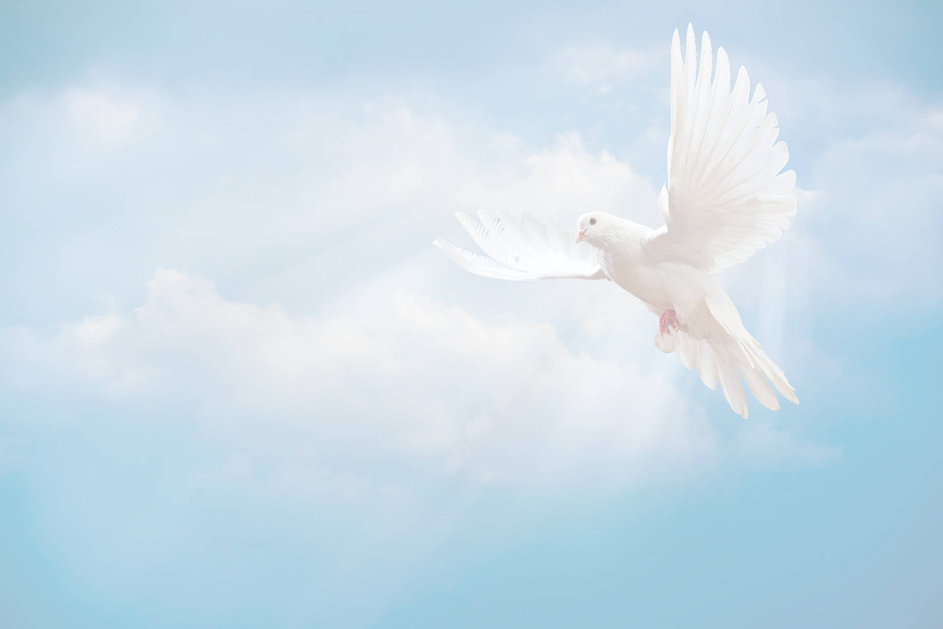 Dove And Funeral Clo Wallpaper