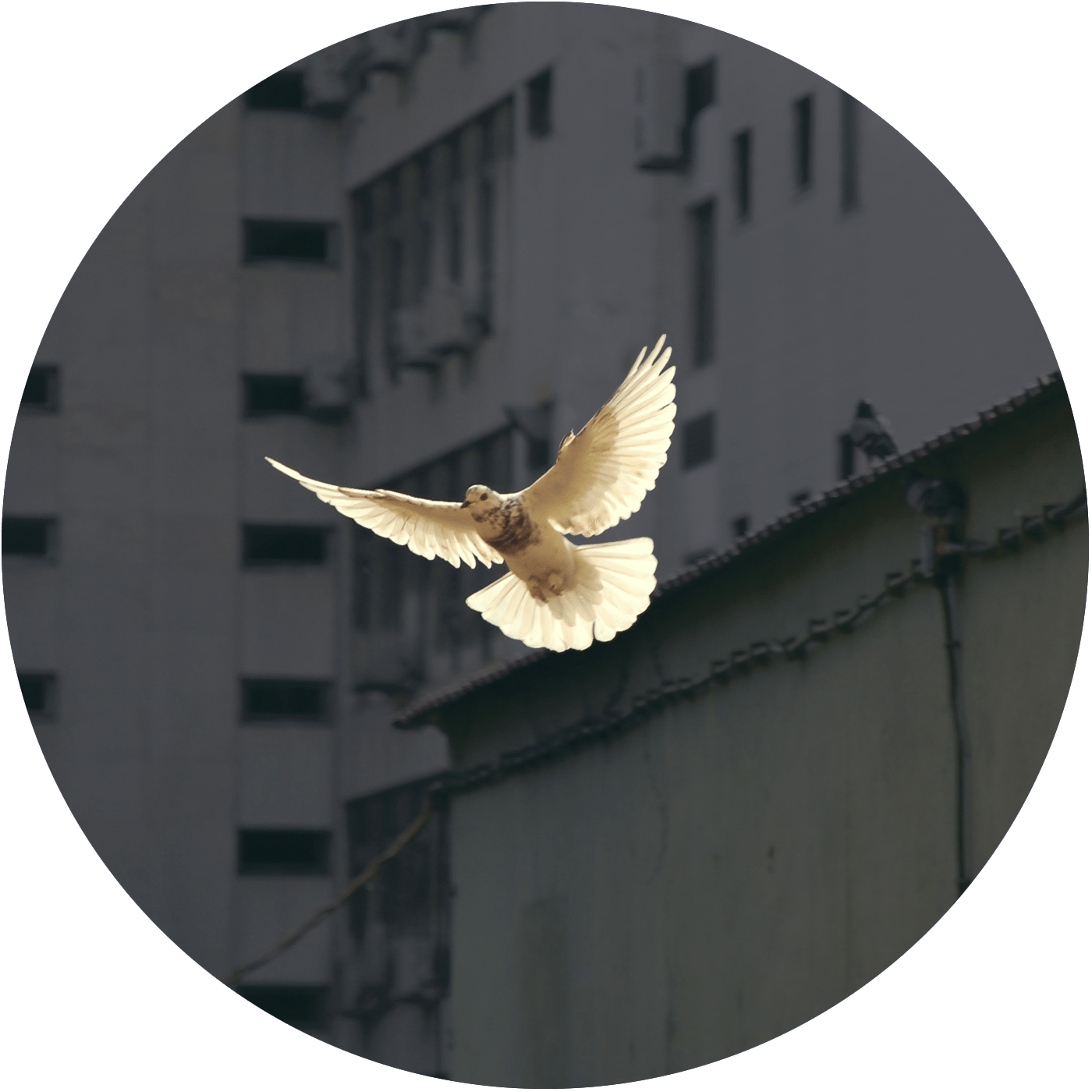 Dove In Flight Urban Backdrop PNG