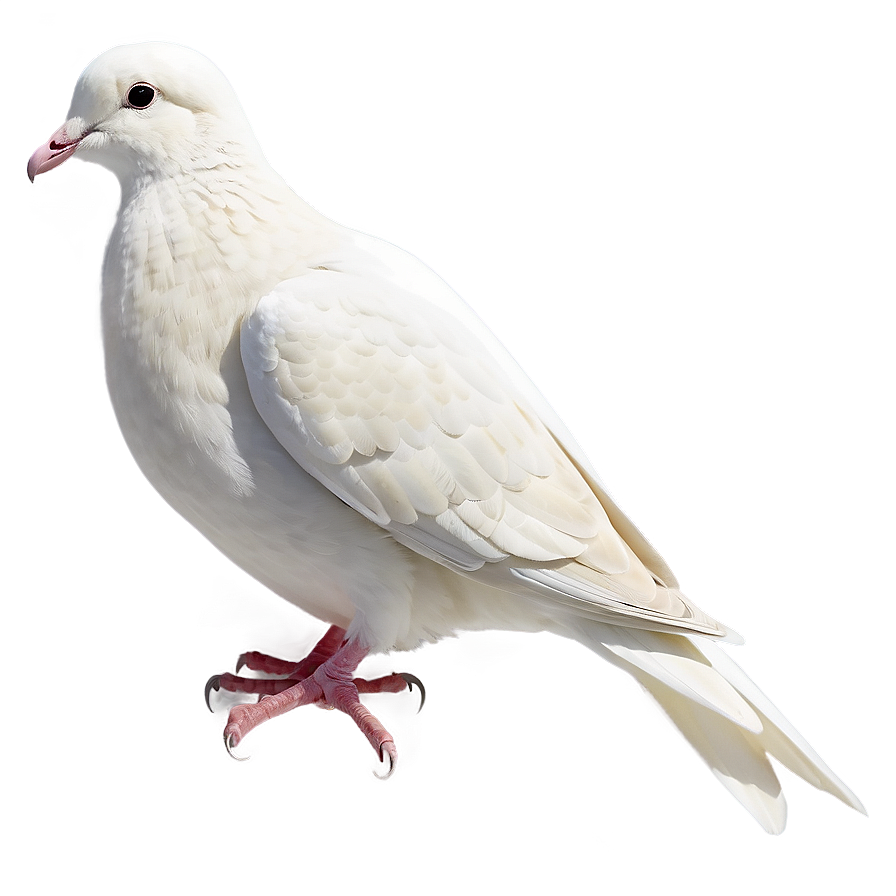 Dove Line Art Png Umo PNG