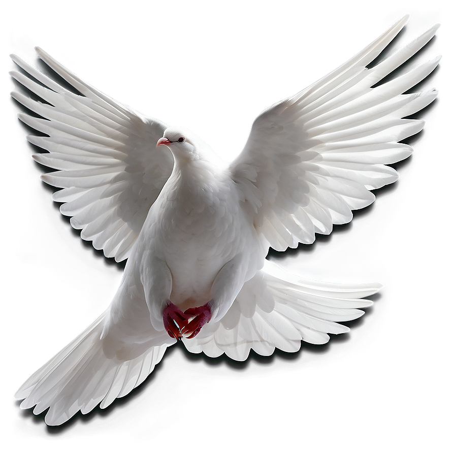 Dove Outline Png Quo30 PNG