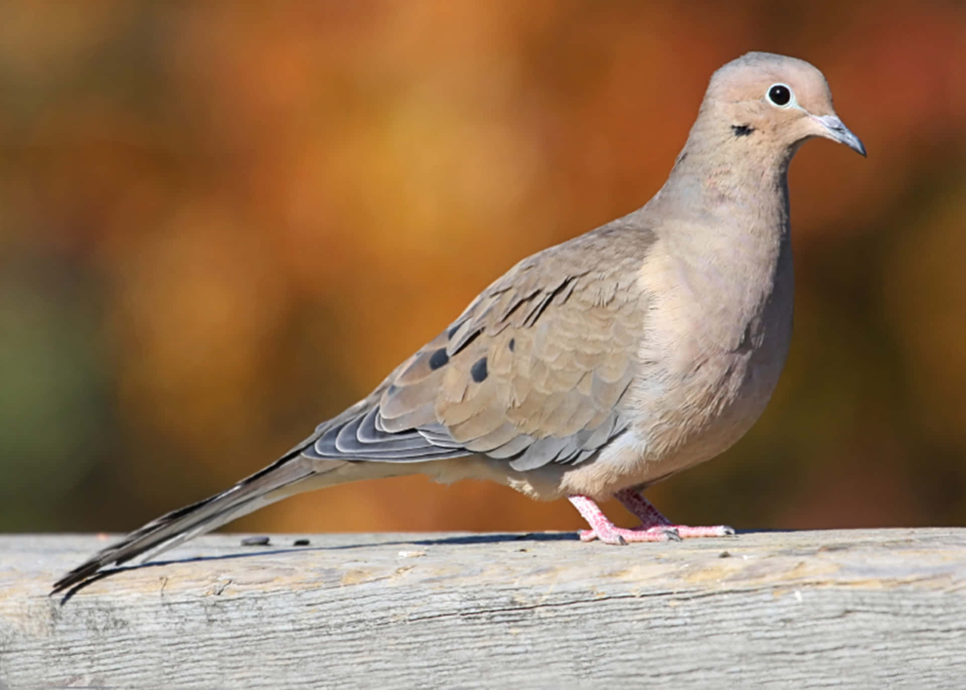 A Dove Is Standing On A Wooden Fence