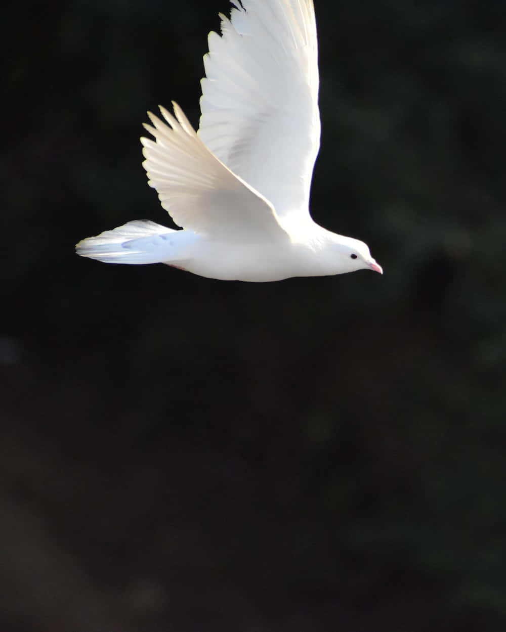 A close-up of a white dove, a symbol for peace and hope