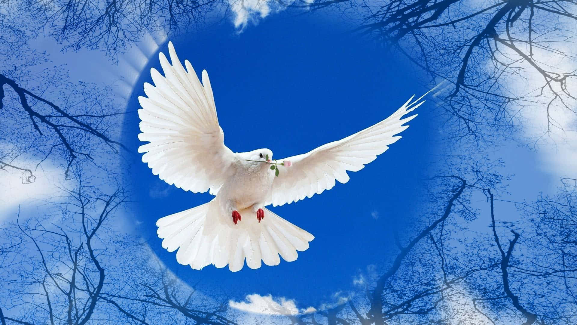 A White Dove Flying Through The Sky With Trees