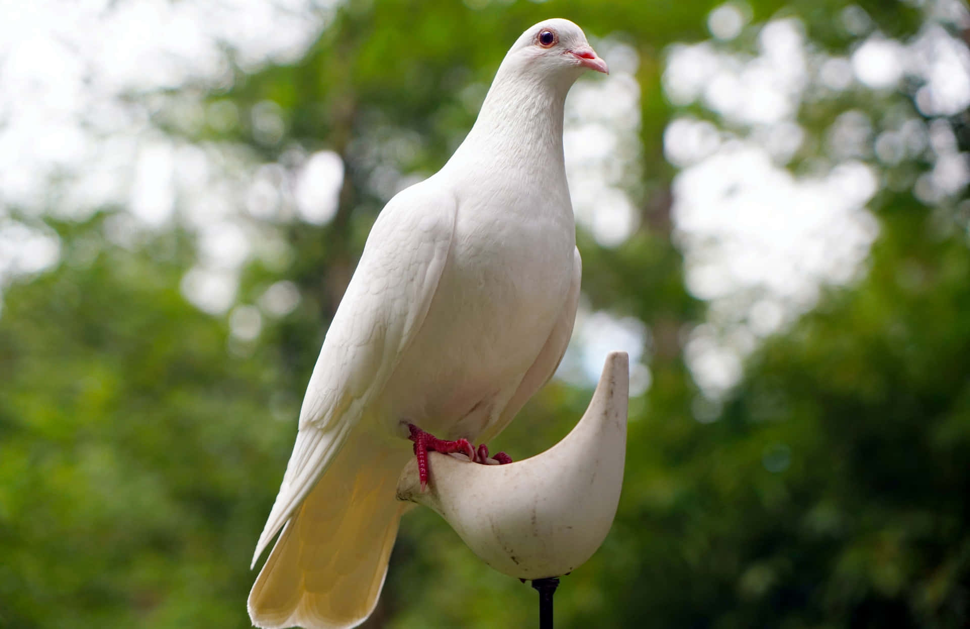 Eineweiße Taube Auf Einem Weißen Vogelhäuschen