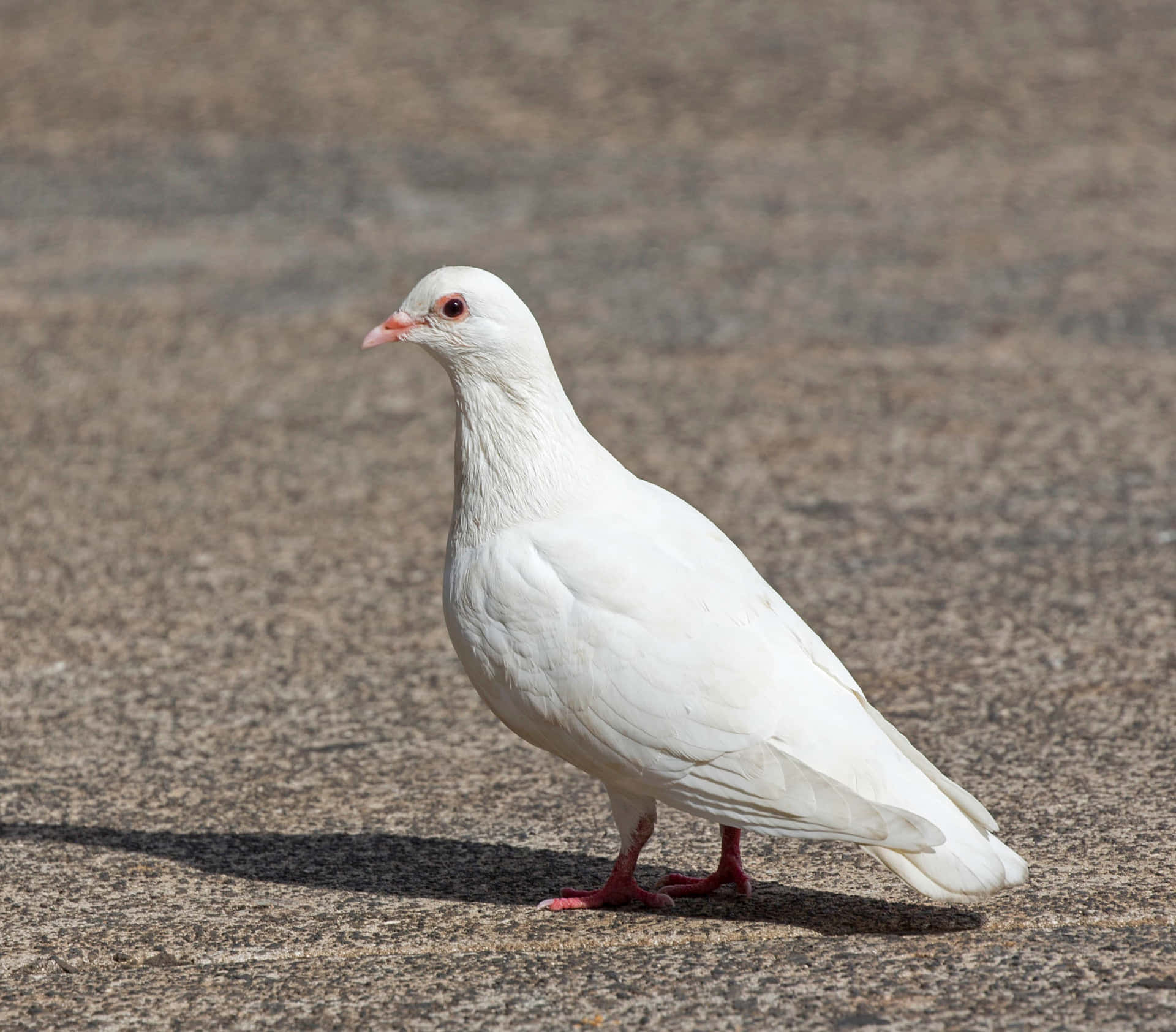 A white dove offering a message of peace and hope.