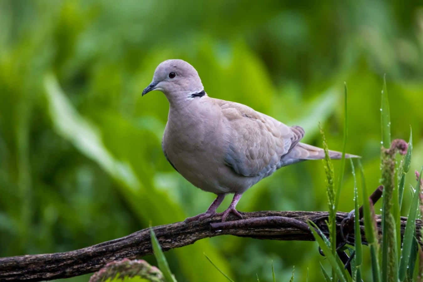A Dove Is Sitting On A Branch In The Grass