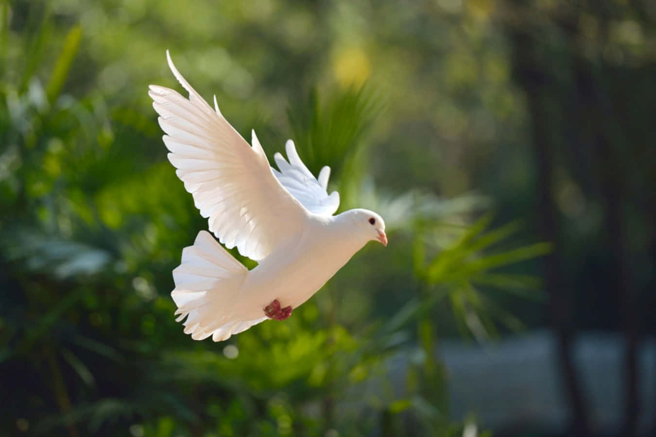 White Dove Flying In The Air