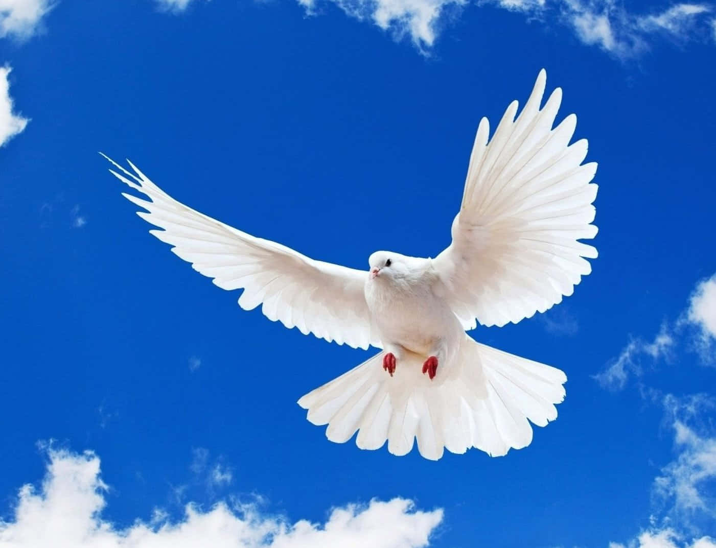 White Dove Flying In The Blue Sky