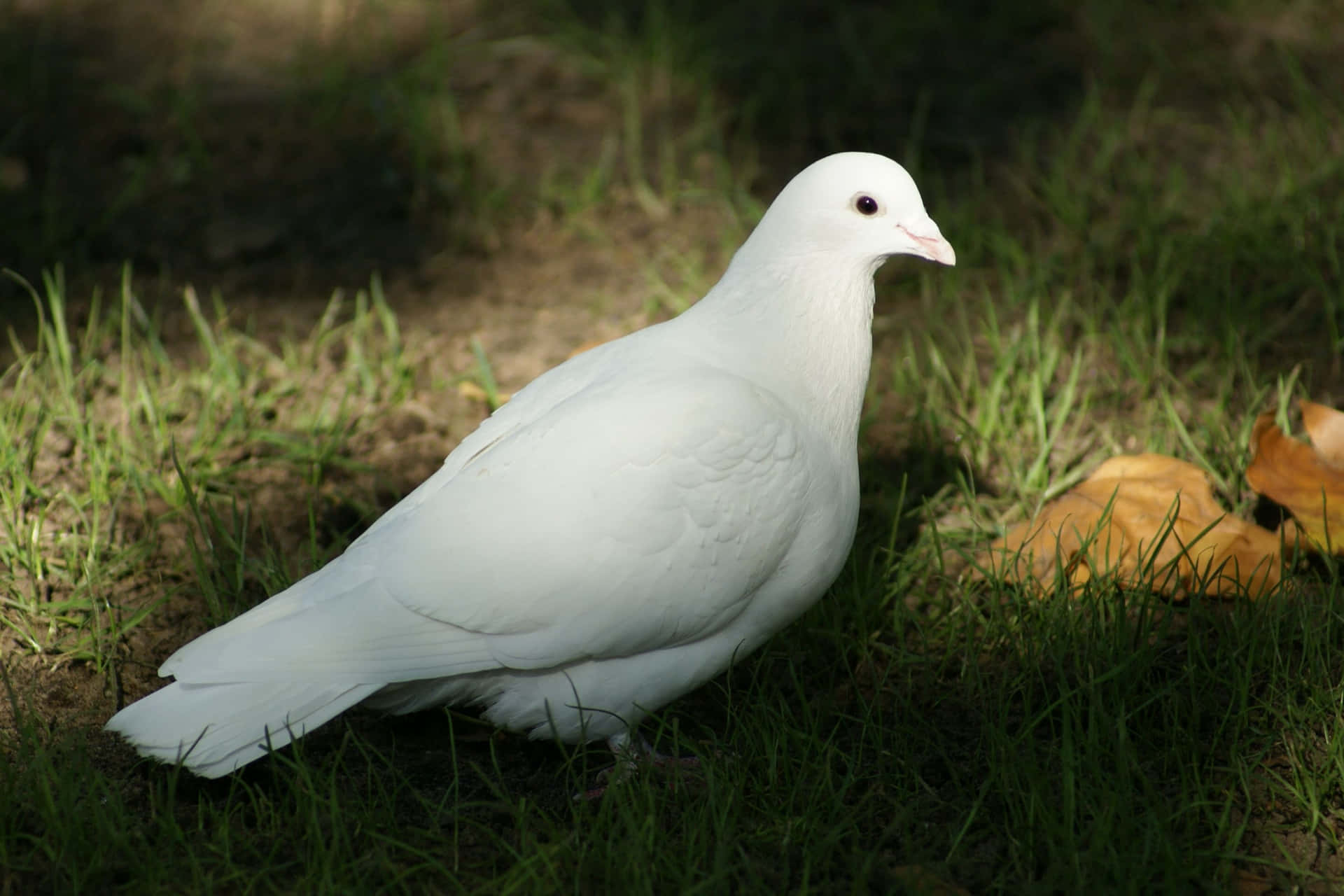 A White Pigeon Standing In The Grass
