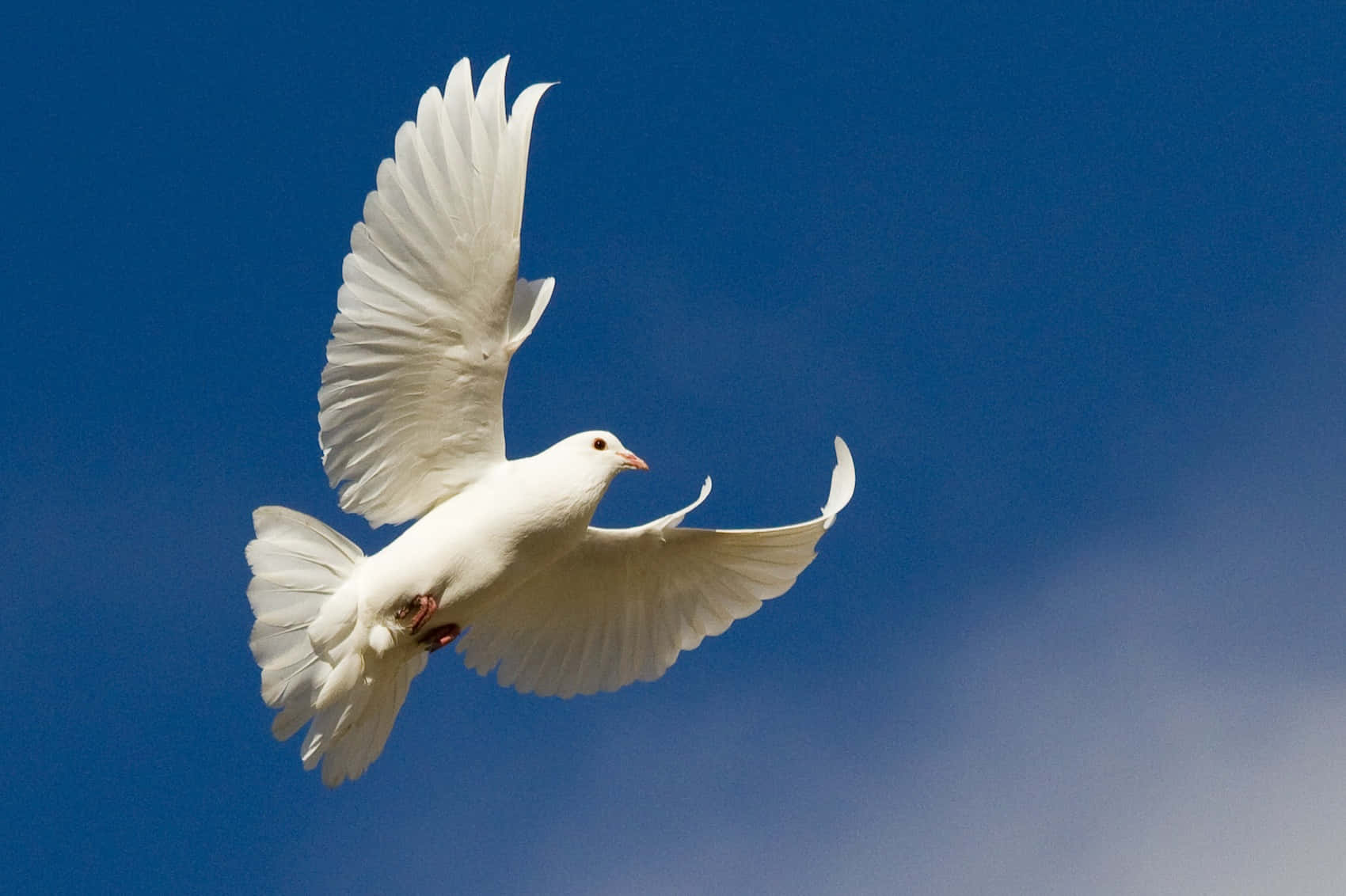 Weißetaube Fliegt Am Himmel