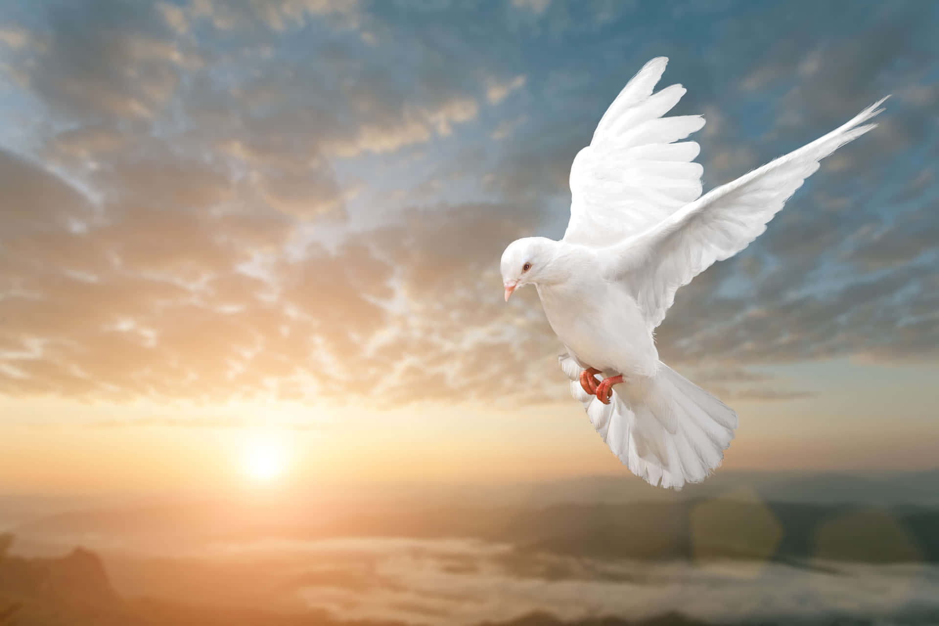 White Dove Flying Over The Mountains At Sunset