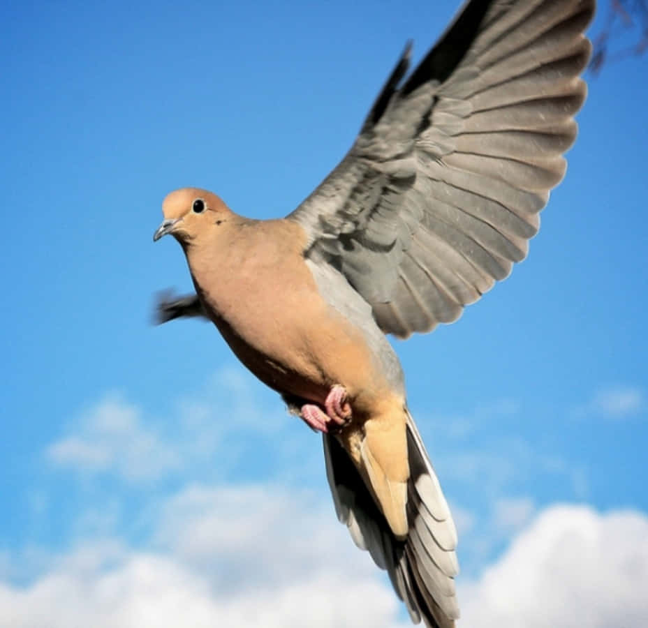 A cheerful dove flaps its wings against a perfectly blue sky
