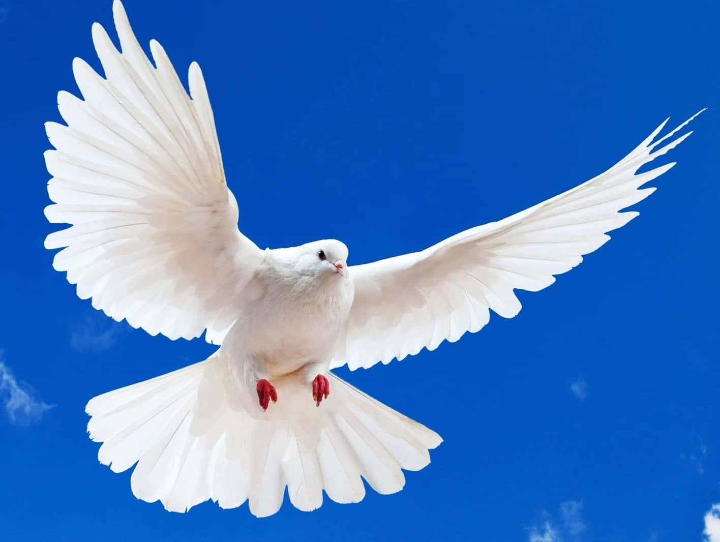 Weißetaube Fliegt Am Himmel