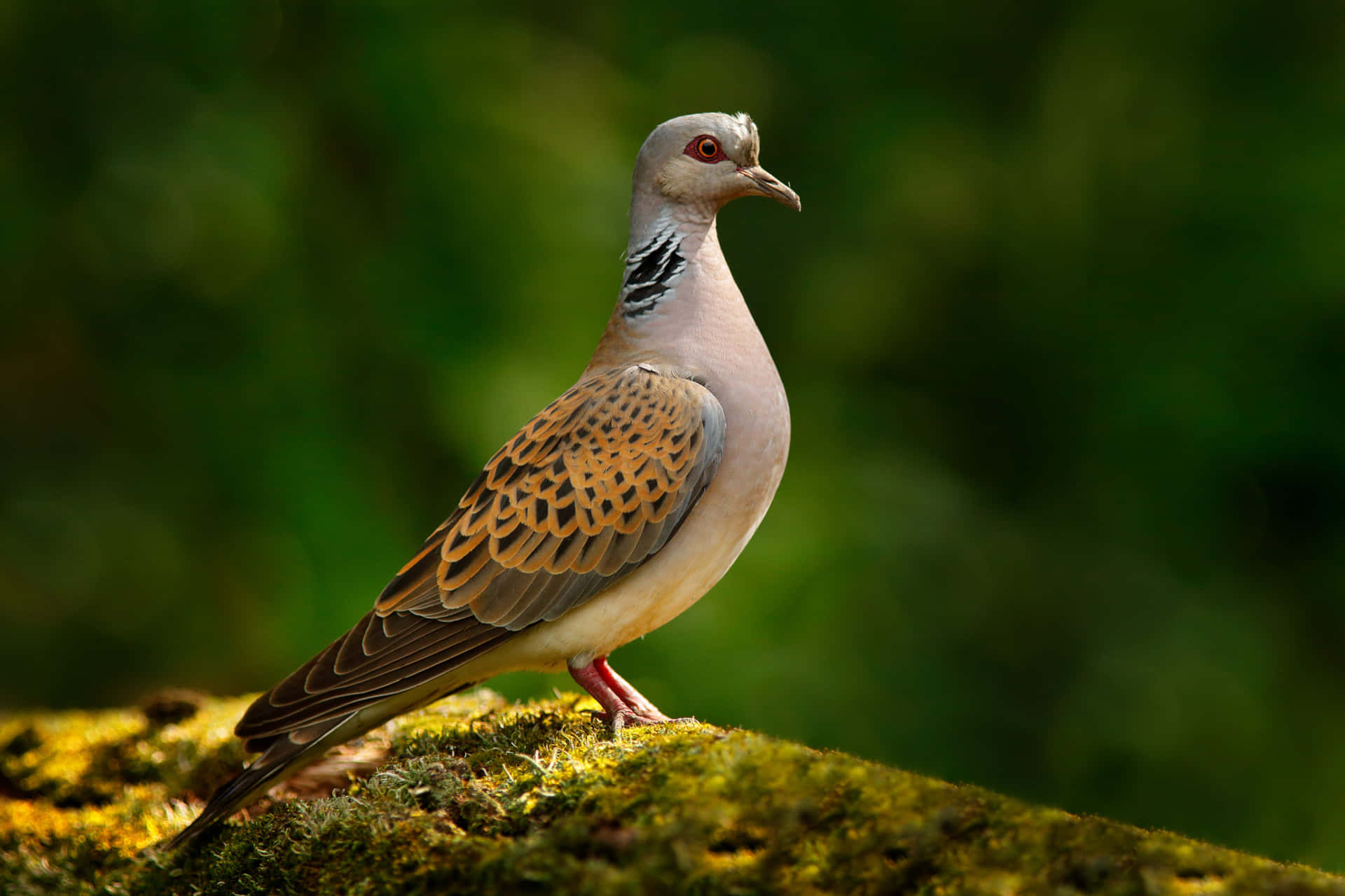 A Peaceful Dove Resting in a Forest