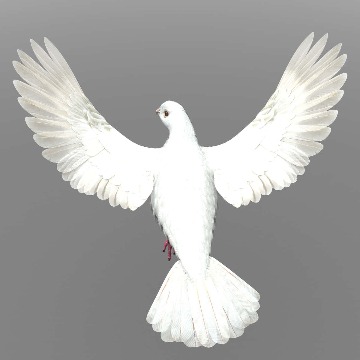 Sientela Libertad Del Vuelo Con Dove Wings. Fondo de pantalla