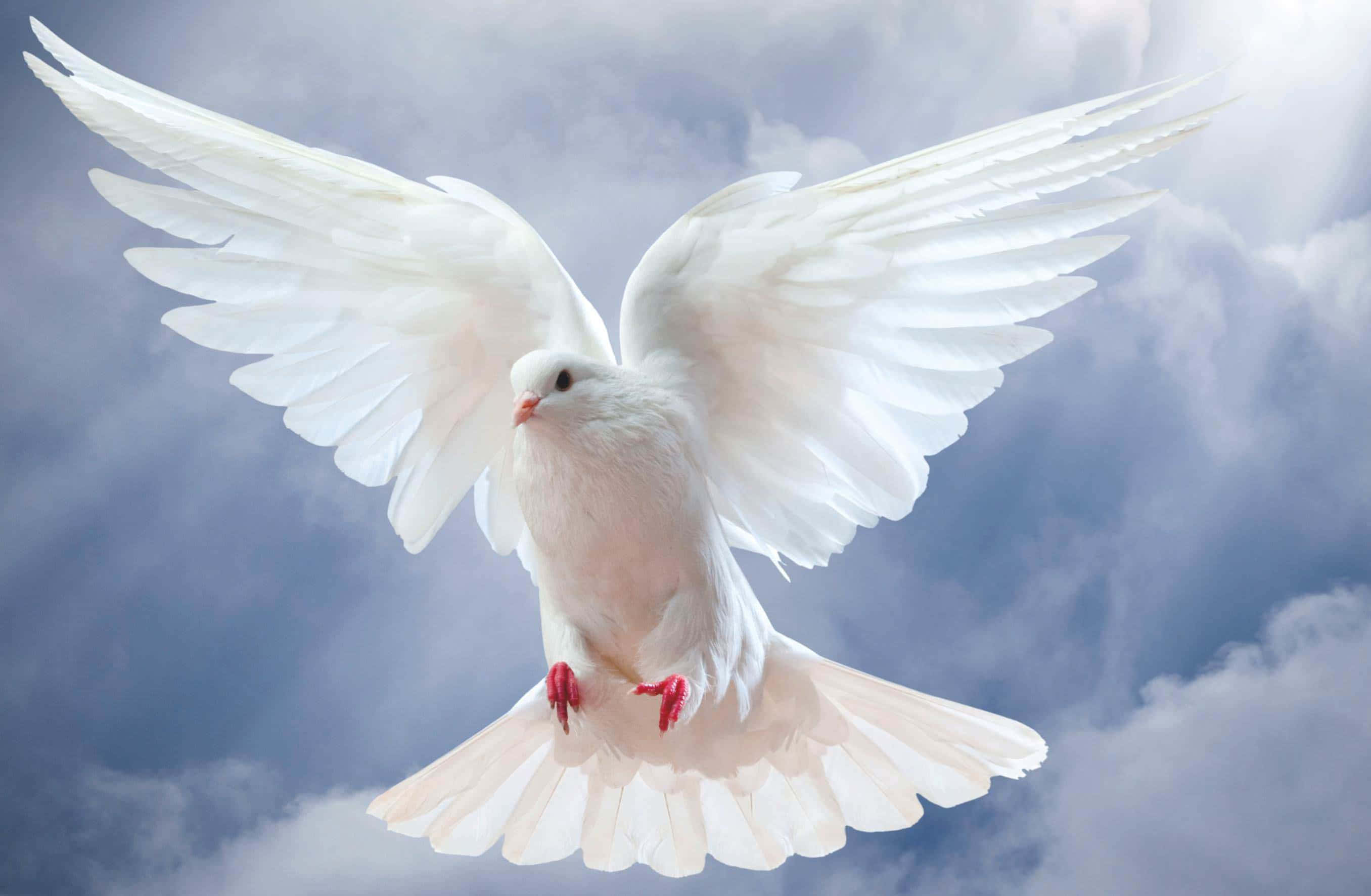 Take Flight with Dove Wings Wallpaper