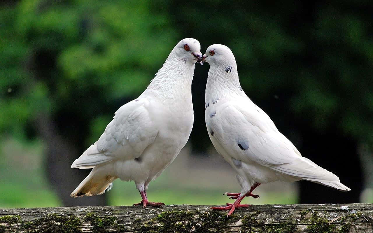 Doveposato Elegantemente Su Un Ramo.