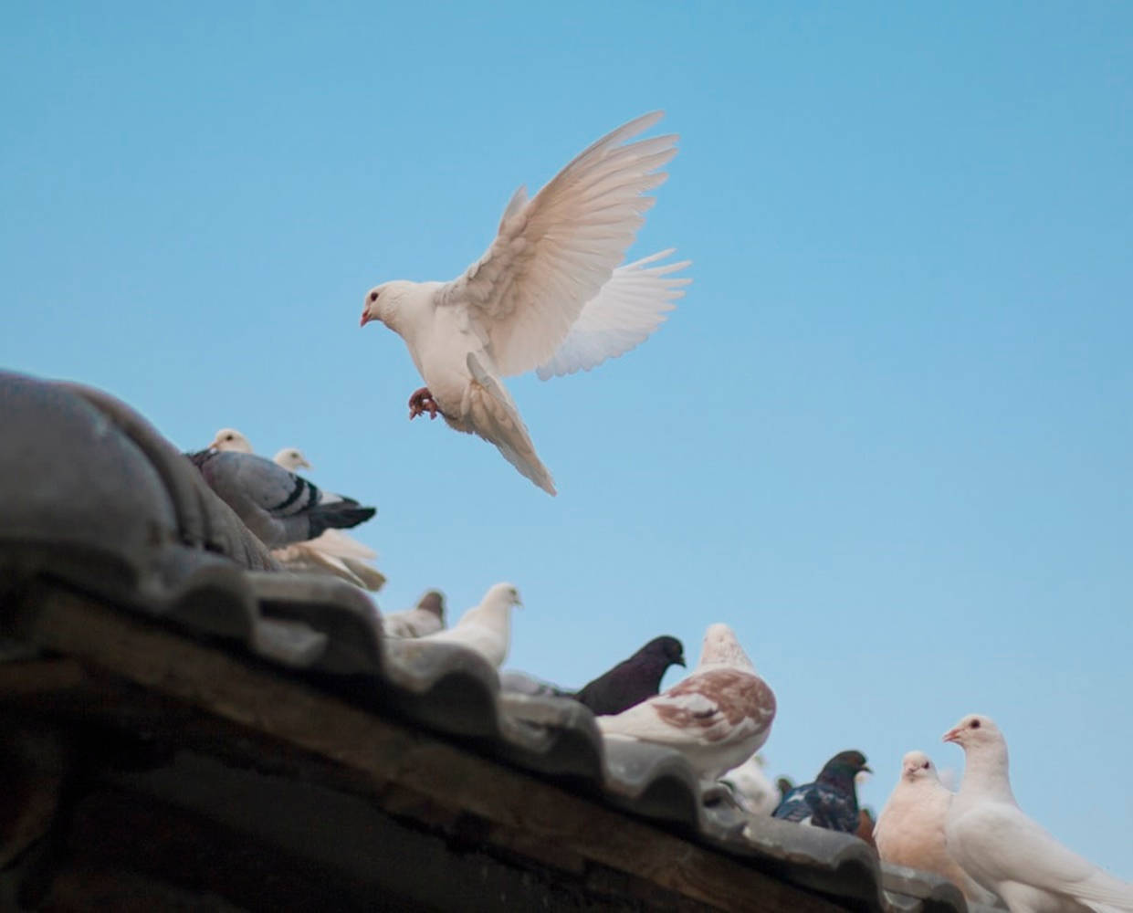 Doves And Pigeons On A Roof Wallpaper