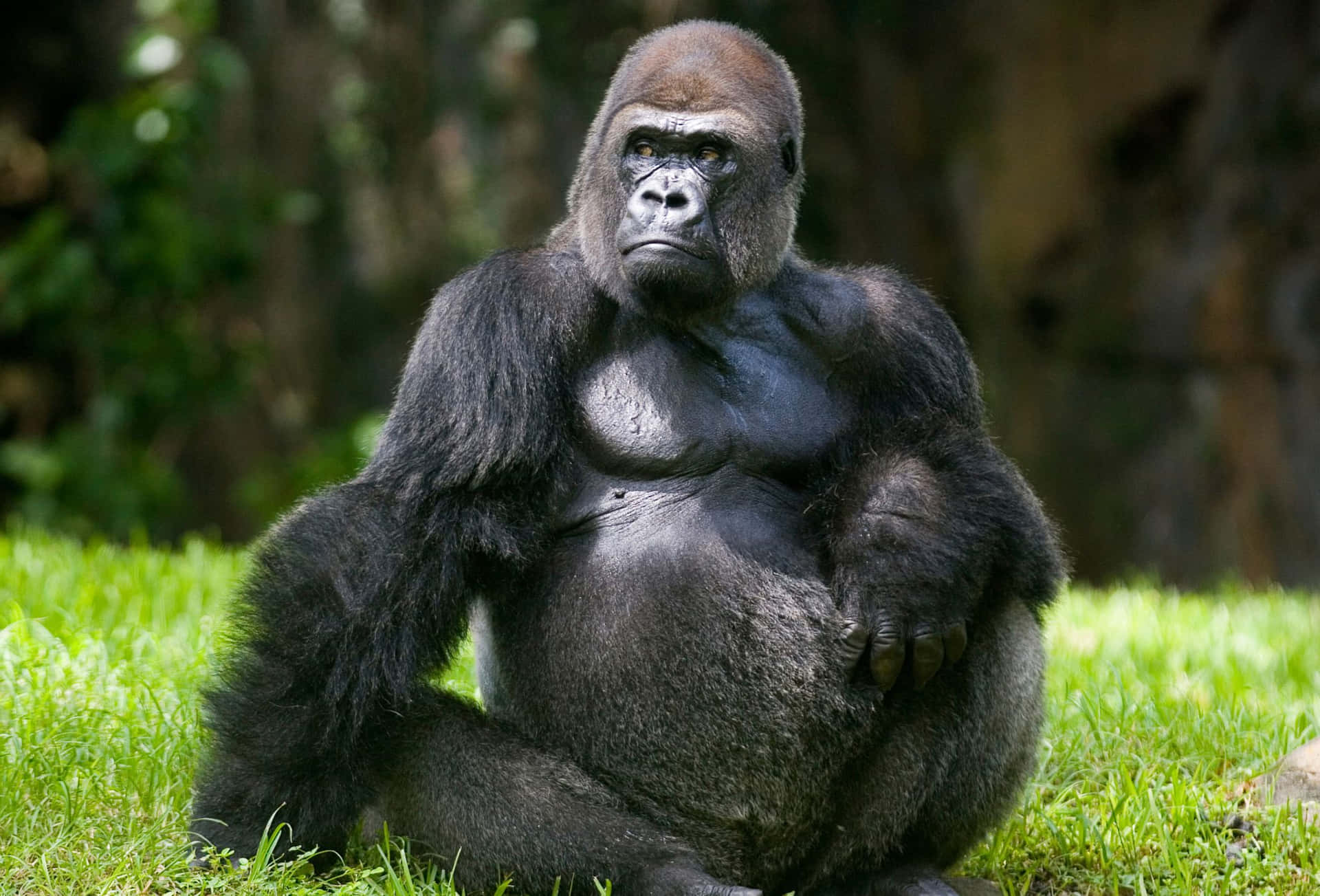 Download Best Gorilla Background Wallpaper