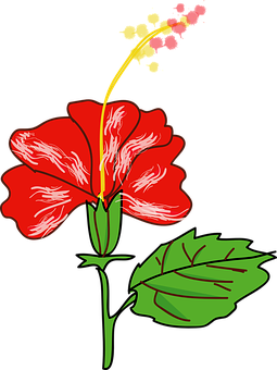 Red Hibiscus Vector Illustration PNG