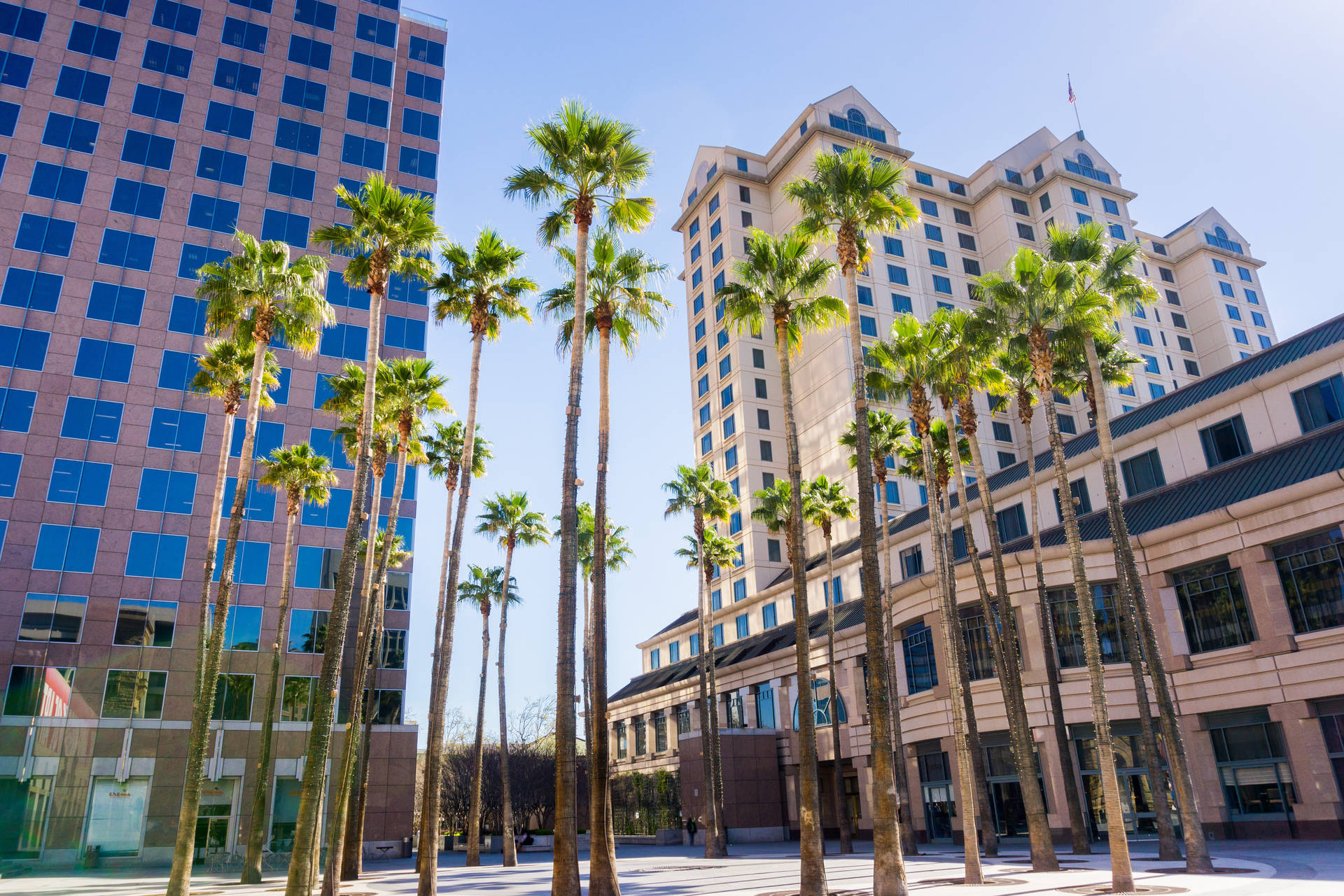 palm trees in front of tall buildings Wallpaper