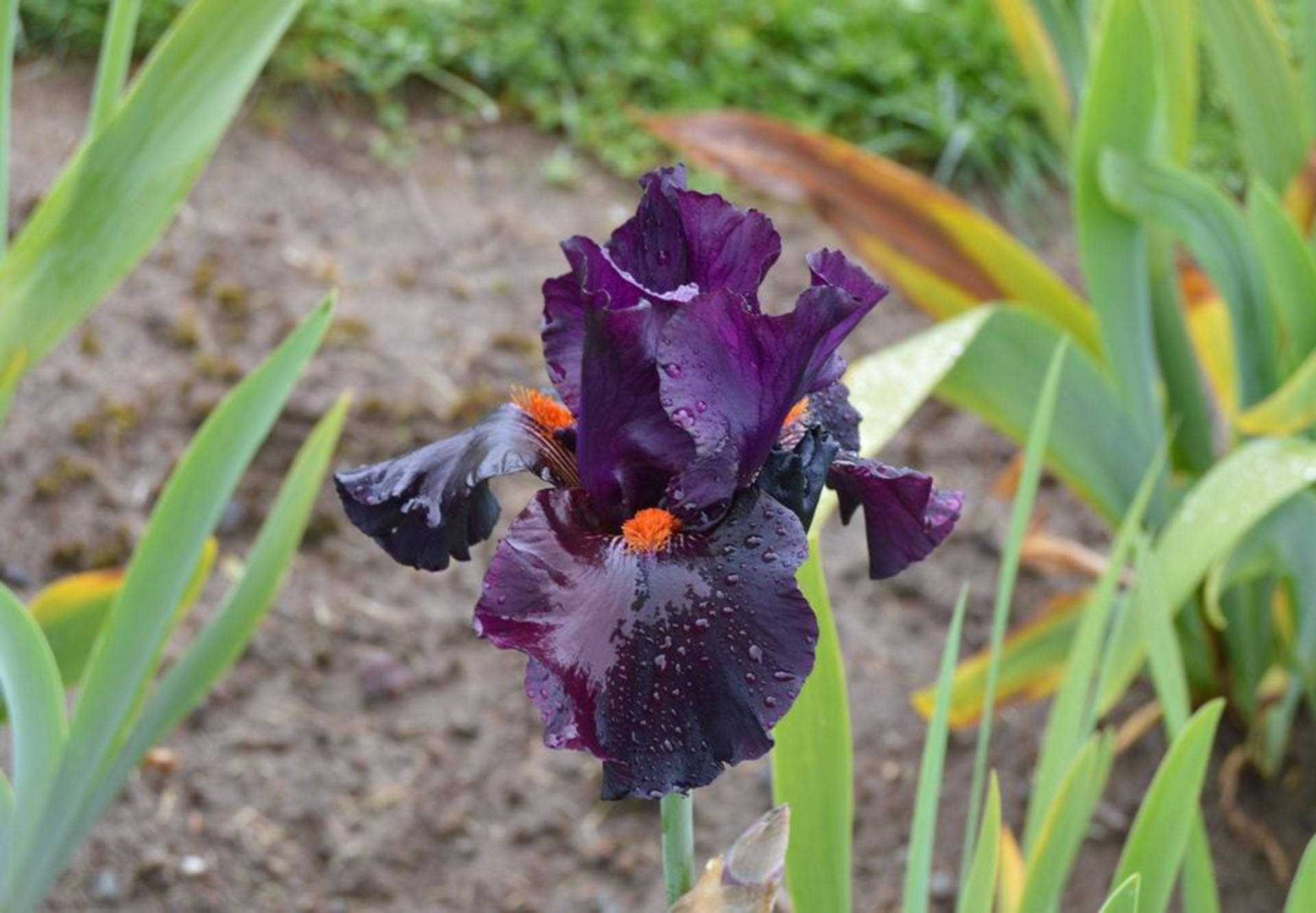 Dracula's Kiss Bearded Iris Flower