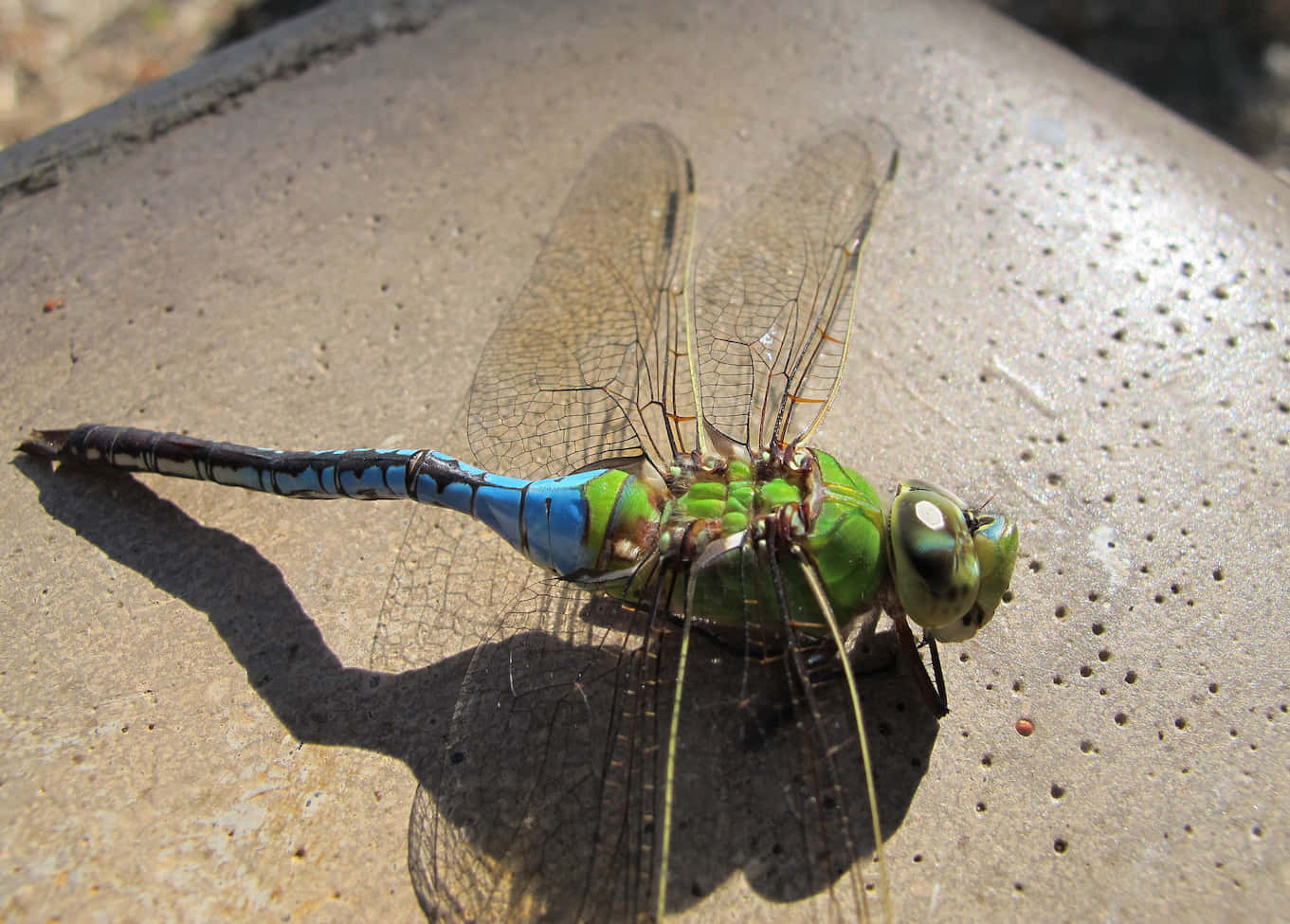 Fat Dragon Fly Pictures