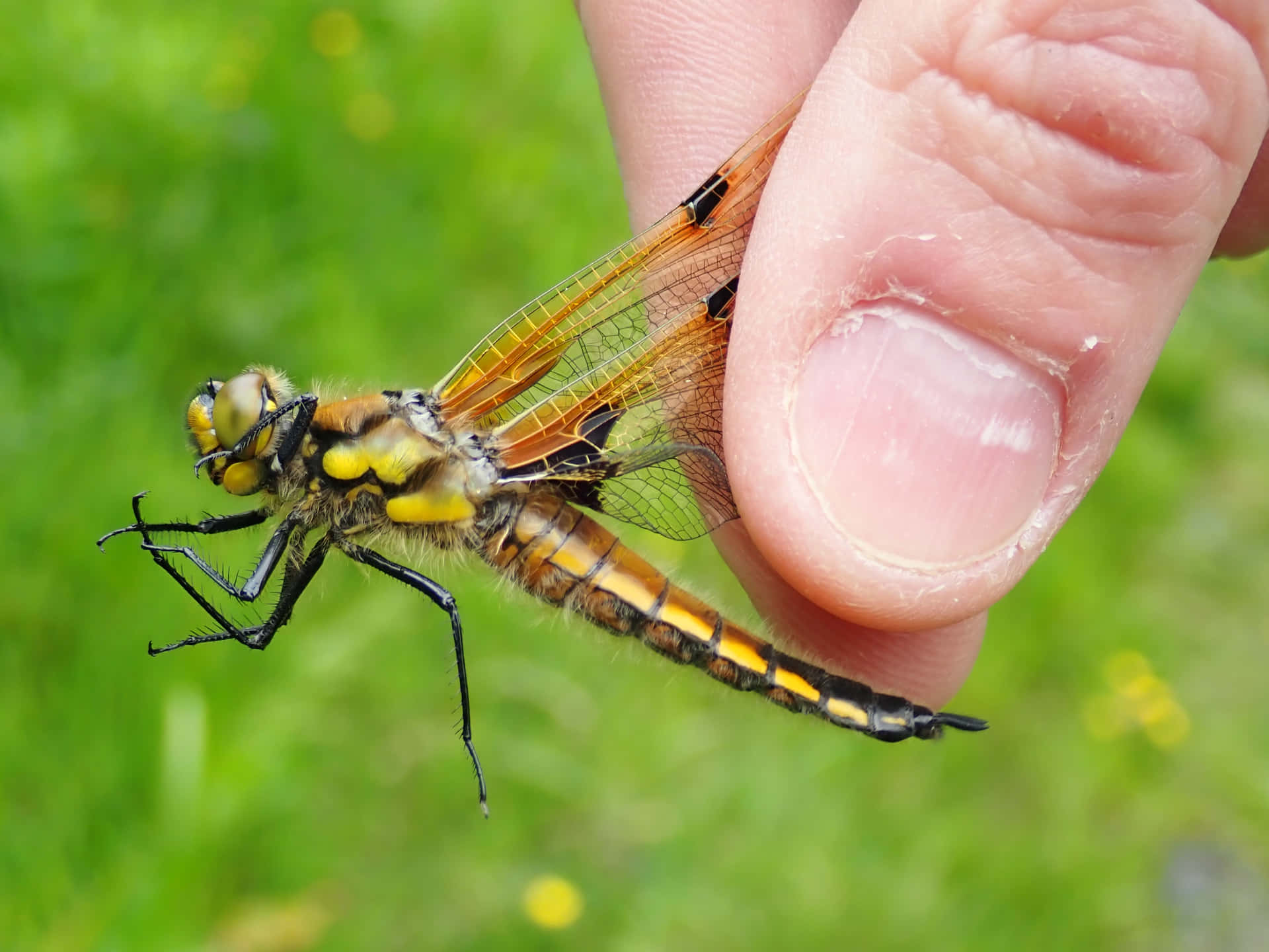 Captured Dragon Fly Pictures