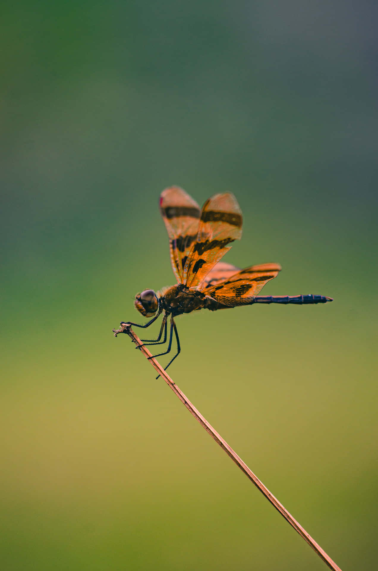 Colorful Dragon Fly Pictures