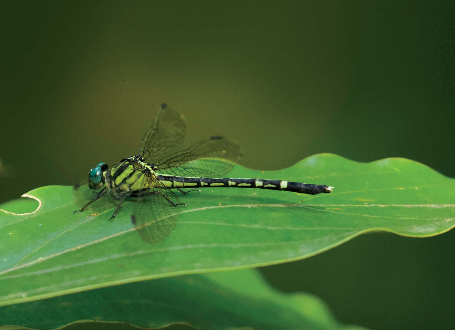 Dragon Fly On Leaf Pictures